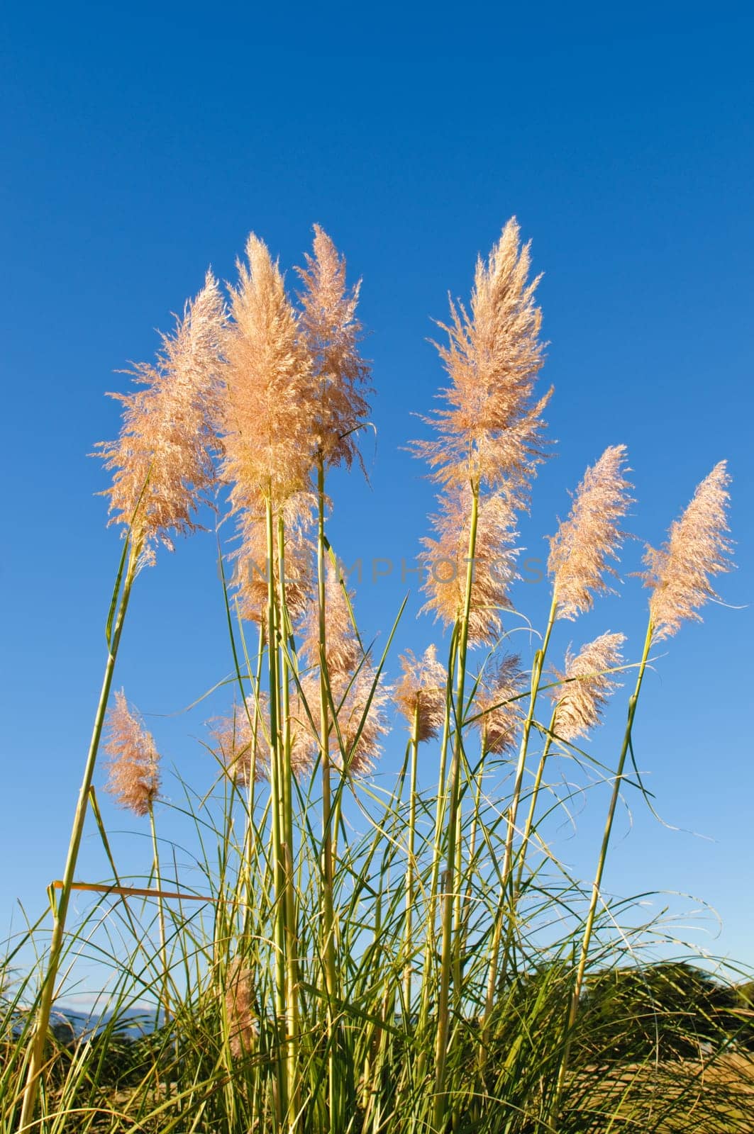 Wild Toi-toi grass in New Zealand