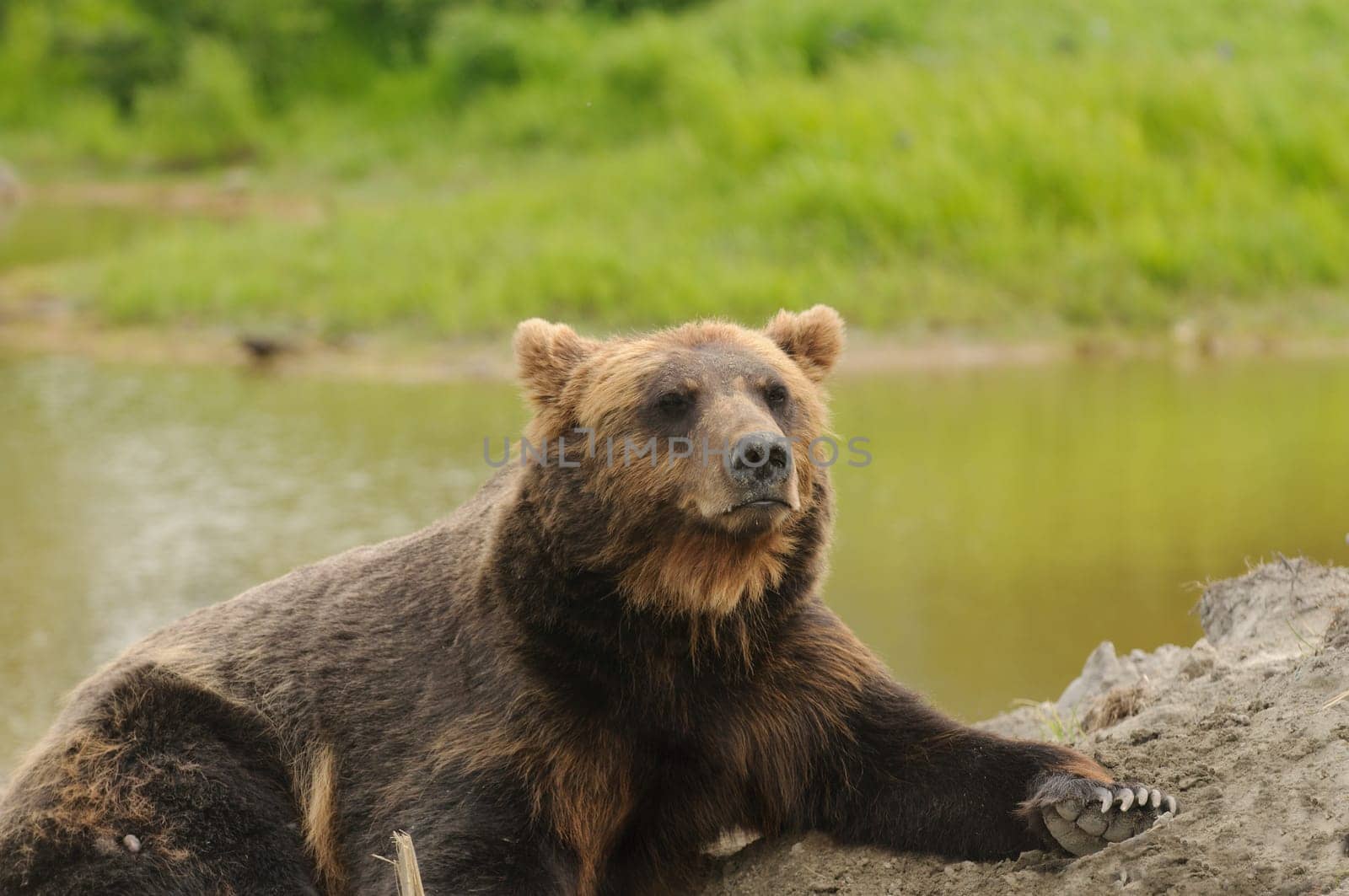Close-up of an Alaskan brown bear, a Grizzly bear