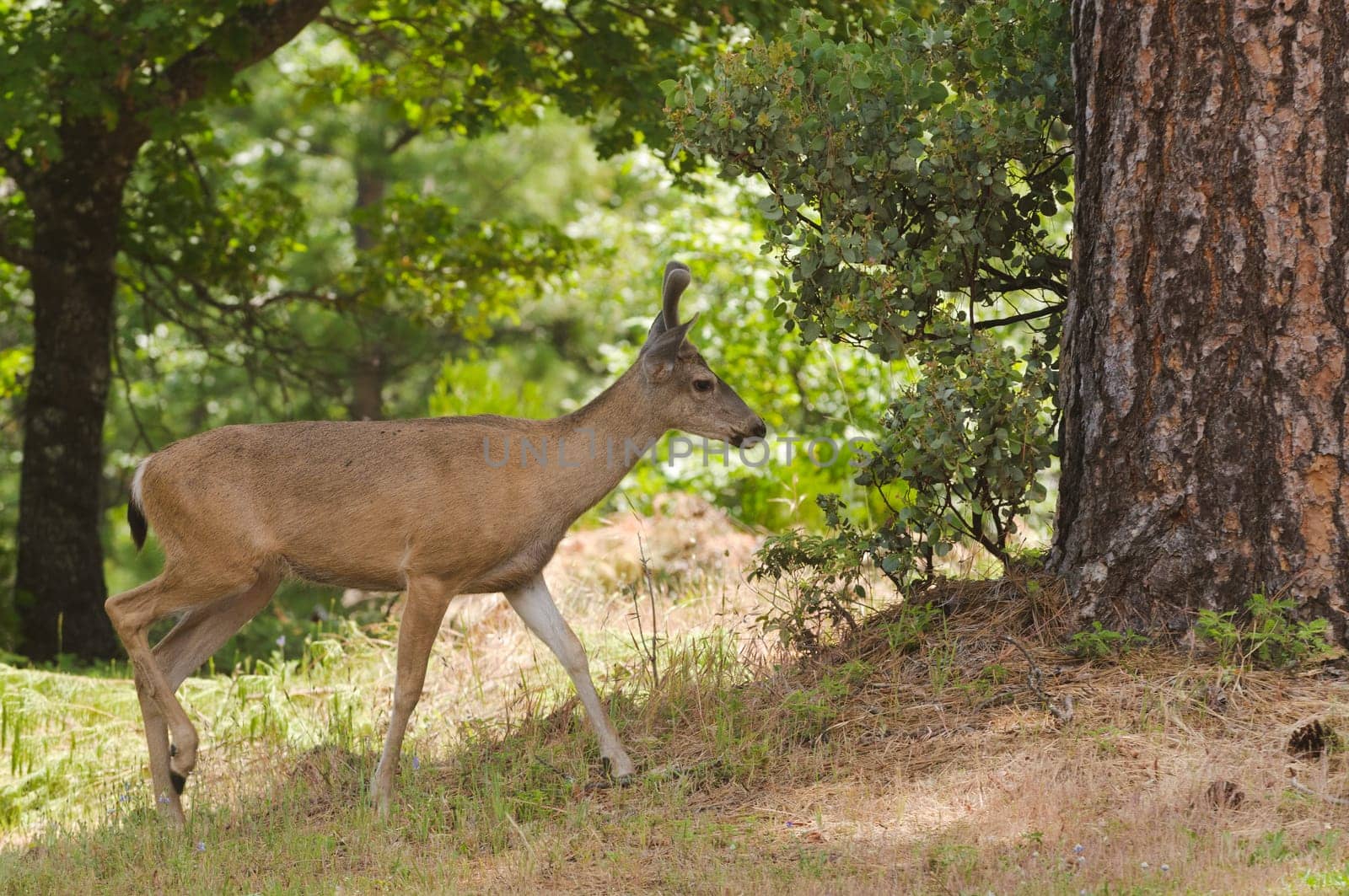 Male (buck) Californian Black-tailed deer in velvet feeding and walking through typical forested area