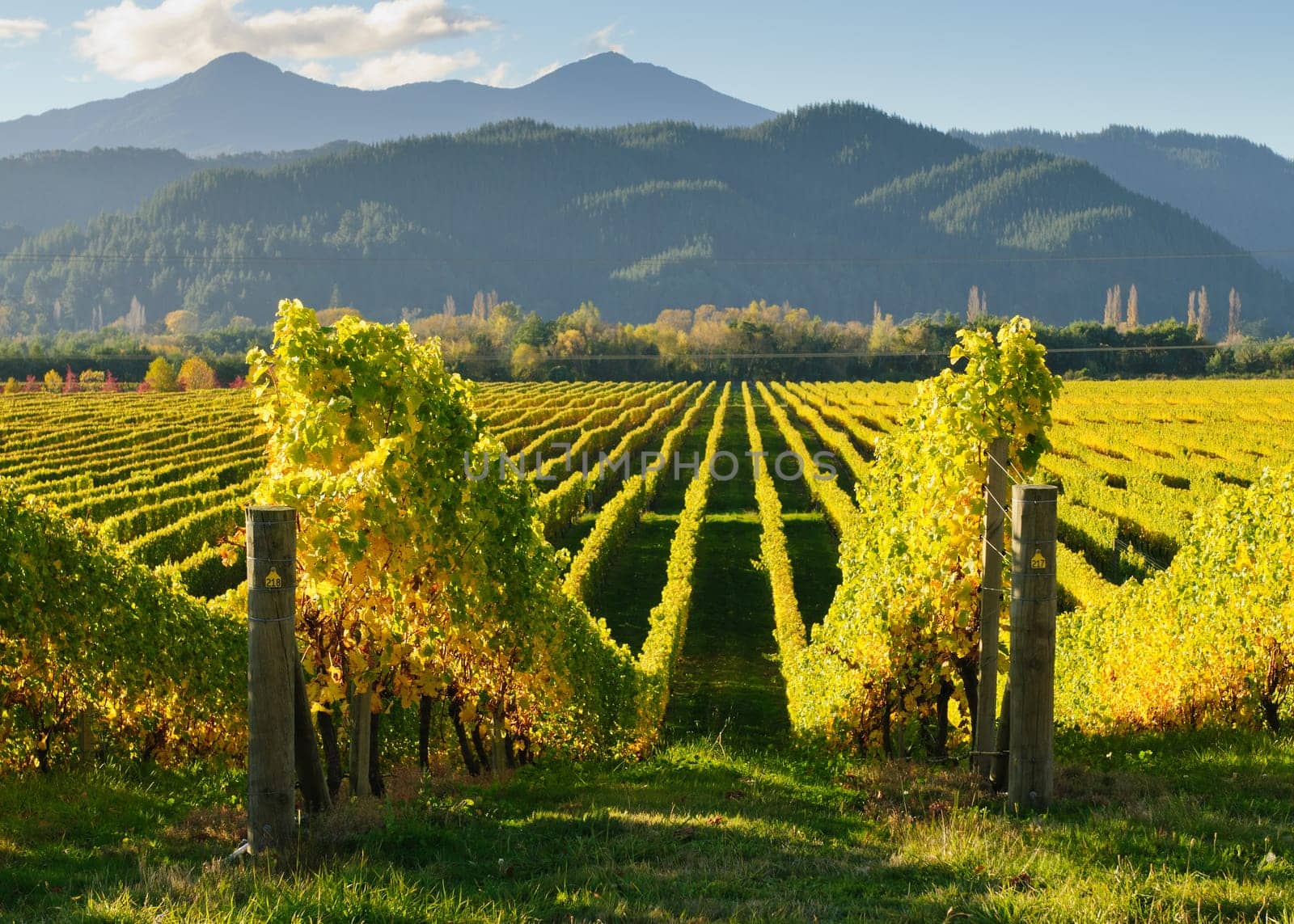vineyards in the Wairua valley on the South Island of New Zealand