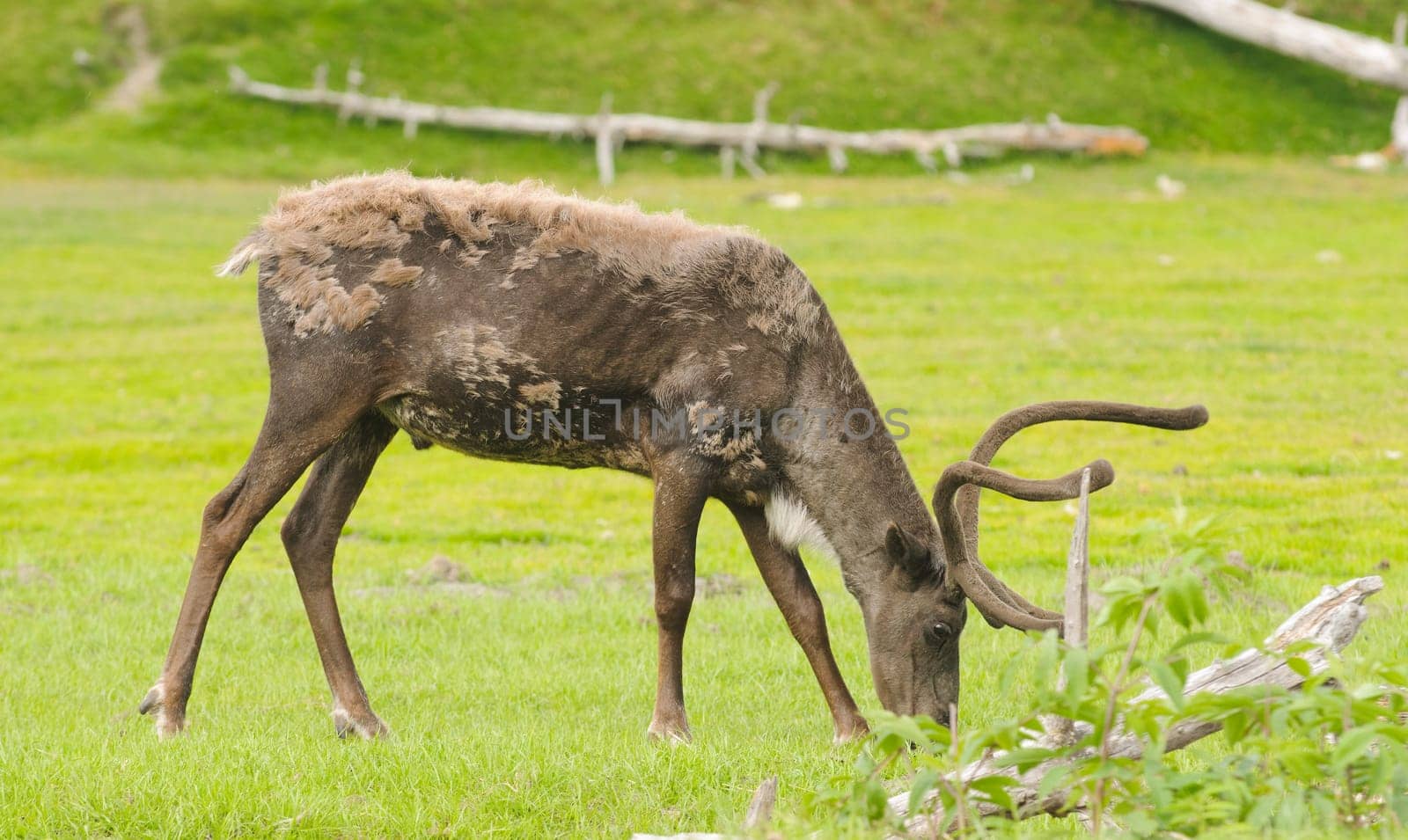 male alaskan caribou feeding