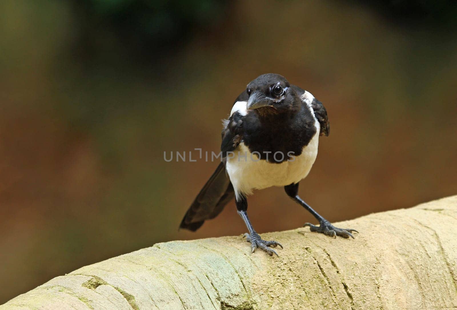 Magpie