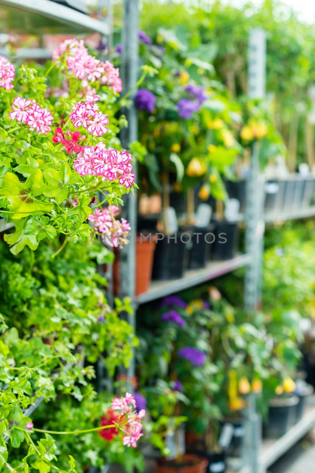 Potted flowers on shelves in garden shop greenhouse plants