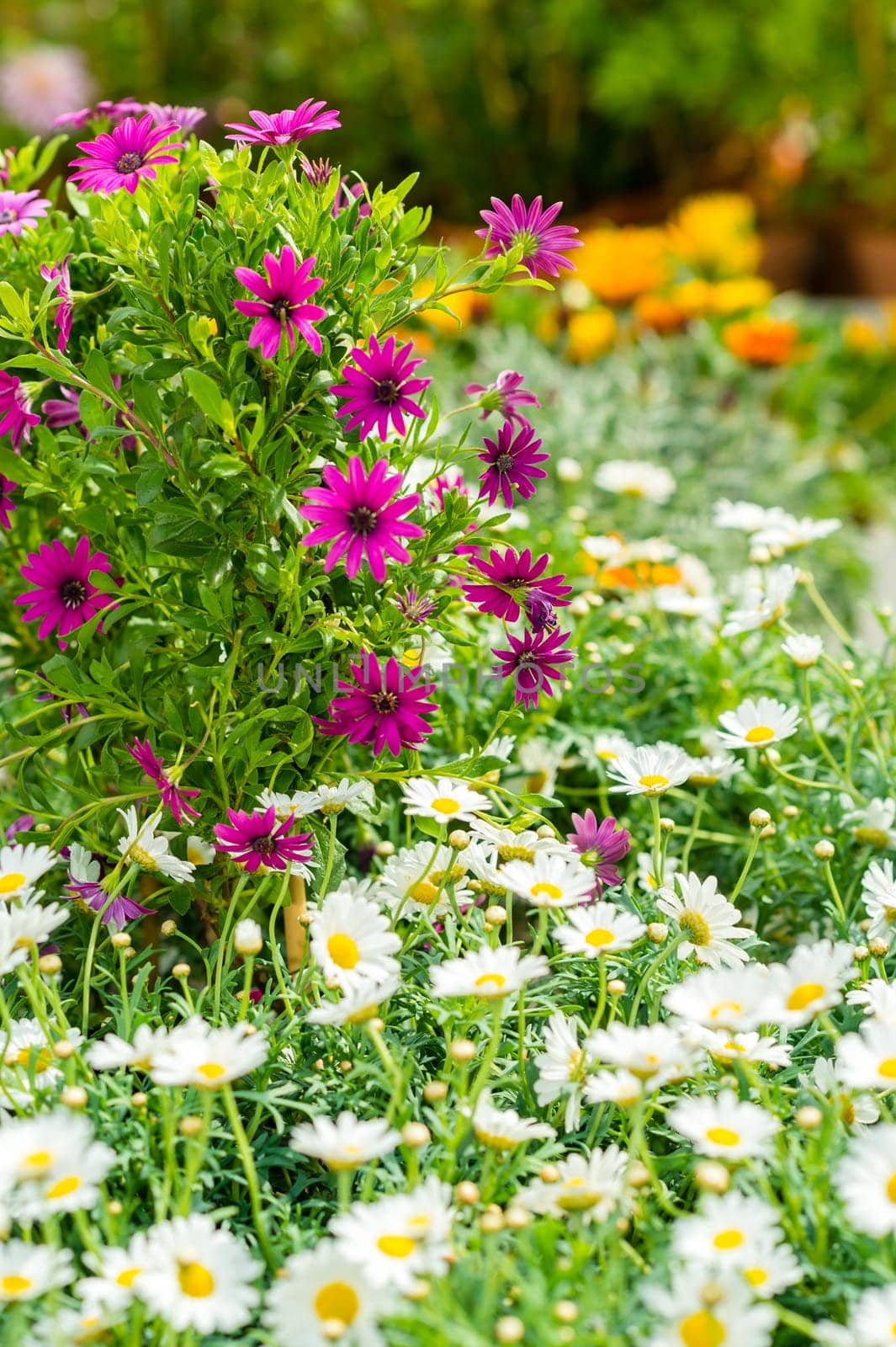 White and purple daisy flowers at garden centre retail store