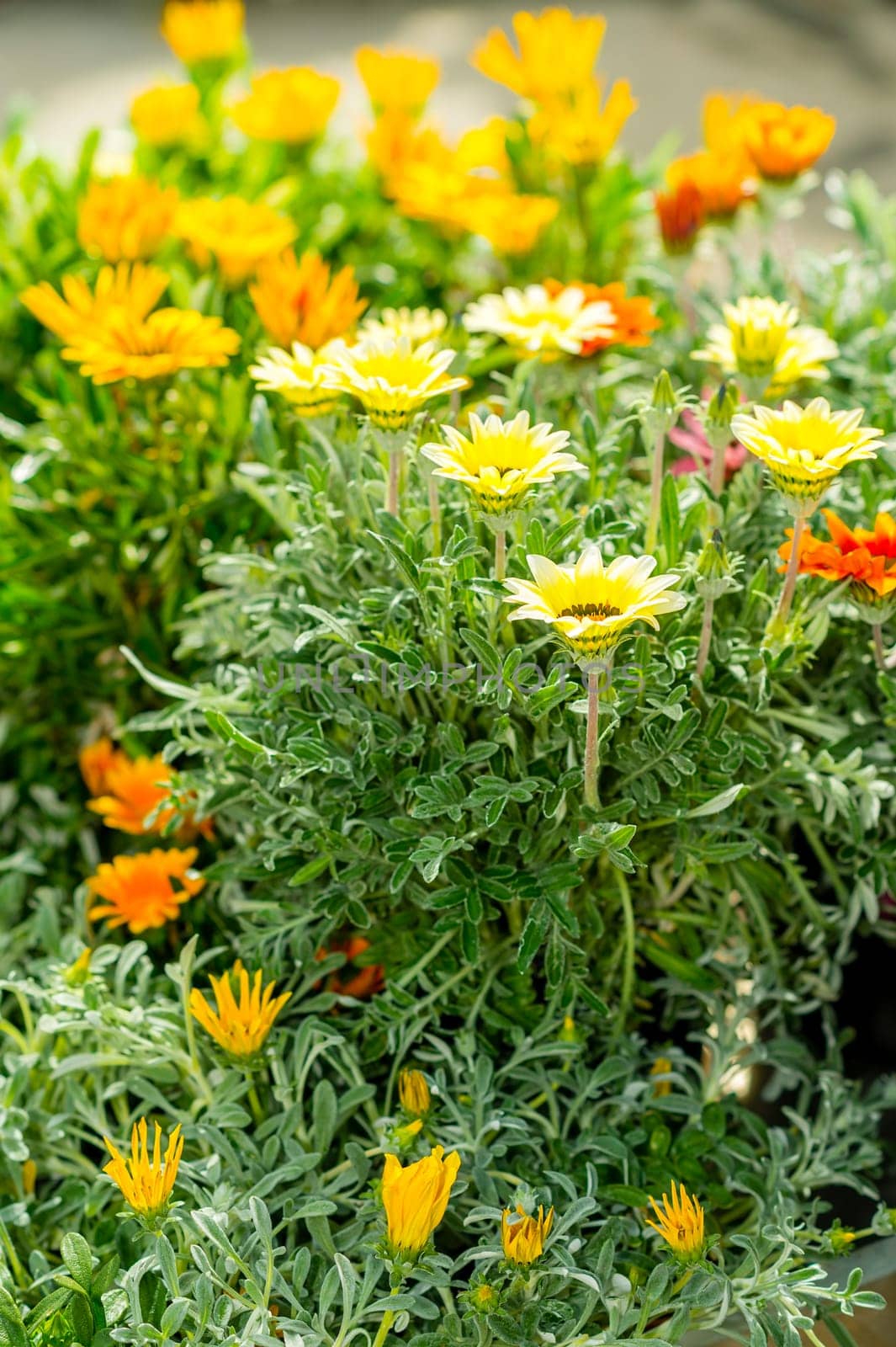 Yellow and orange marigold at garden centre flowers for sale