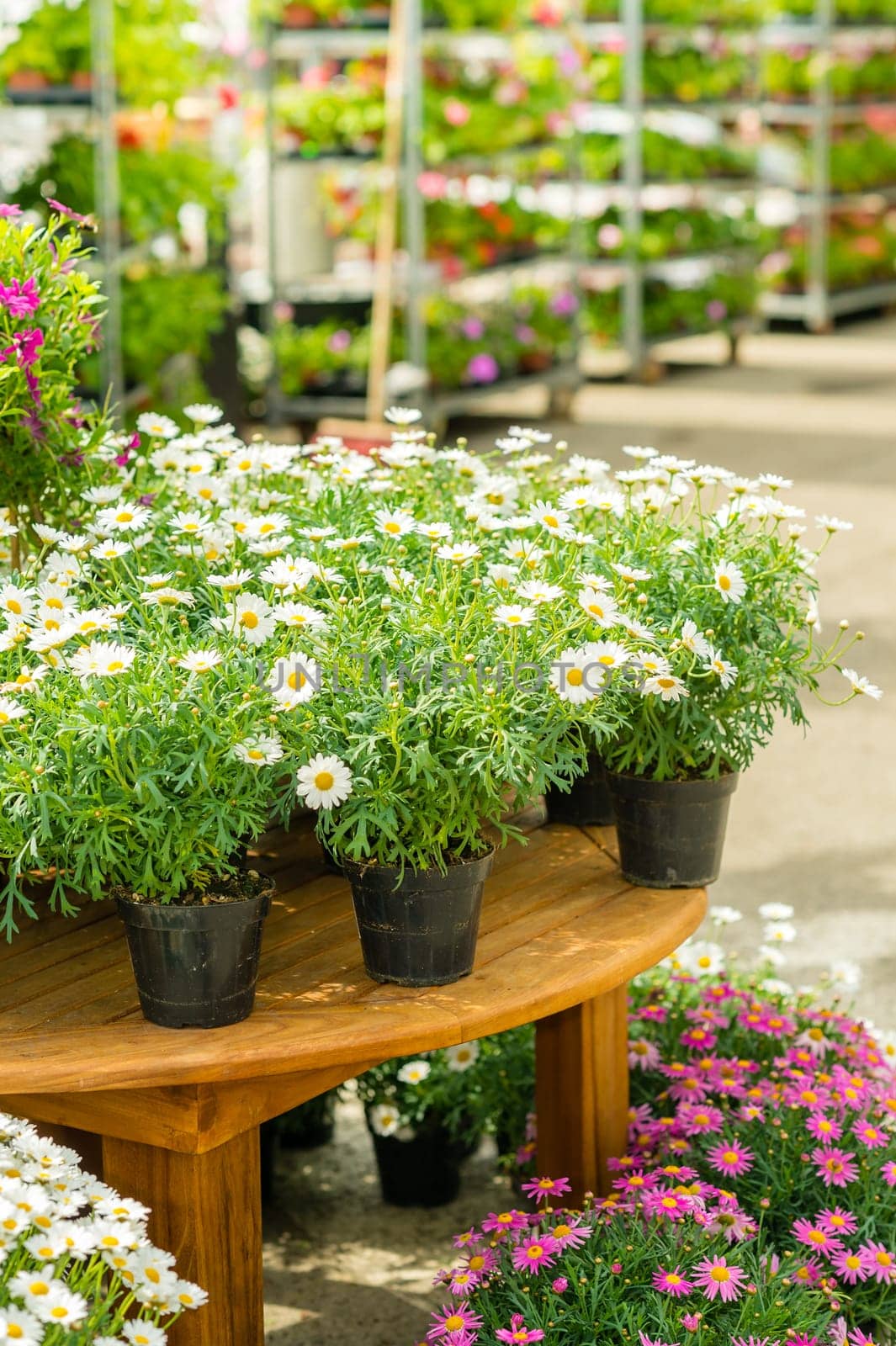 Potted flowers on table in garden centre greenhouse store