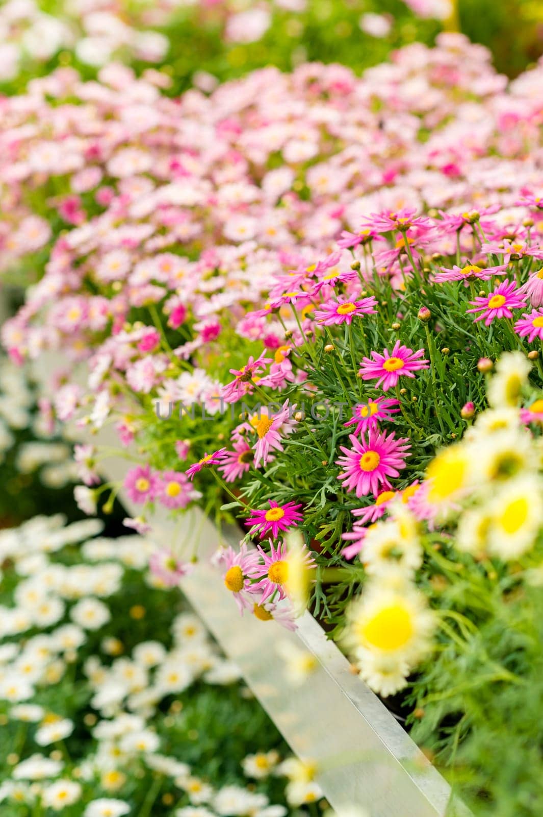 Colorful flowers at garden centre for sale at retail shop