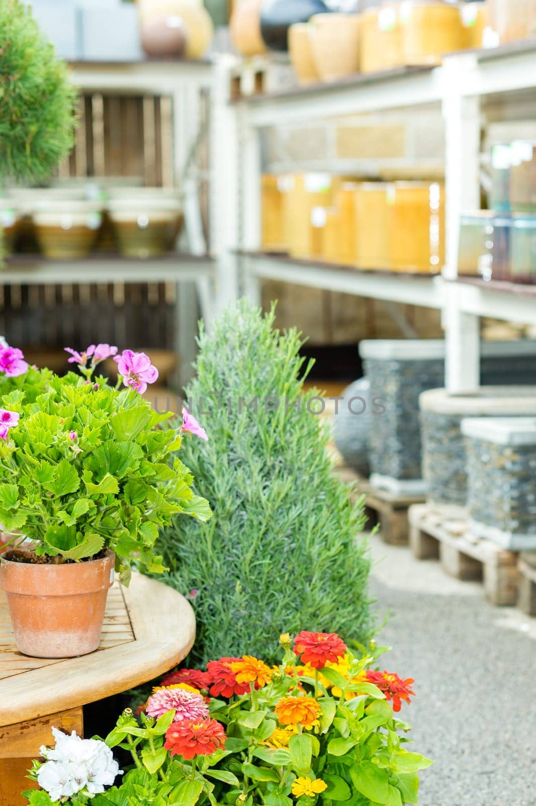 Variety of colorful potted flowers at garden store green house