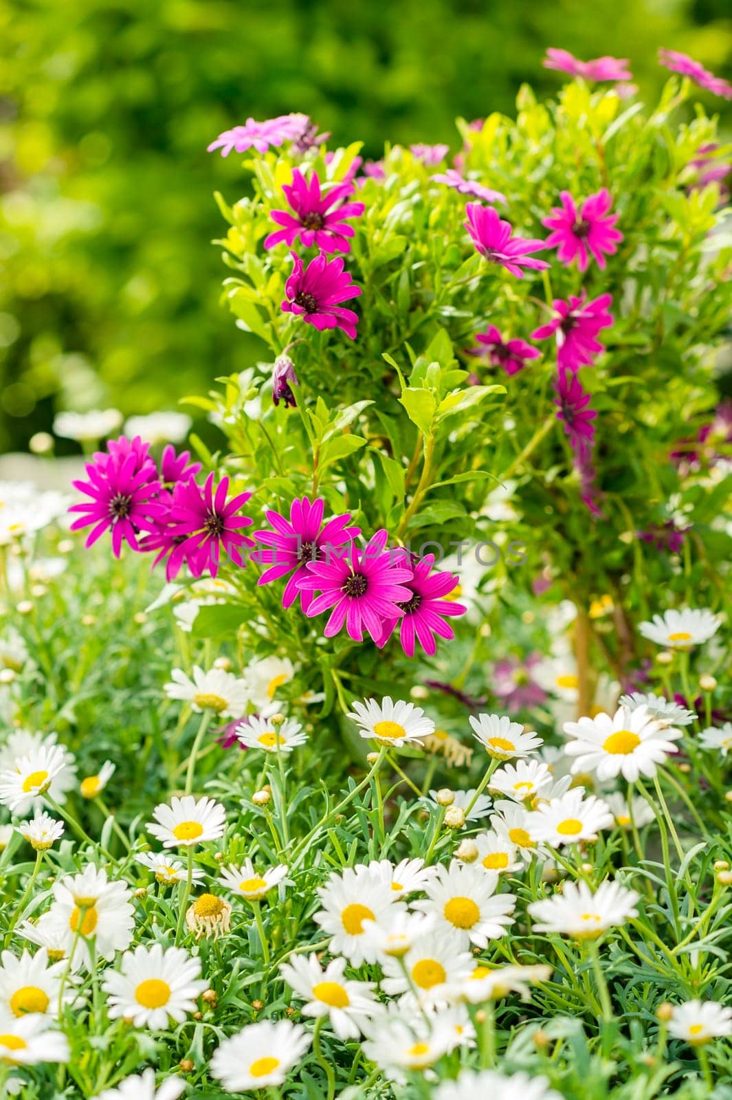 Spring flowers in garden store greenhouse white and purple daisy