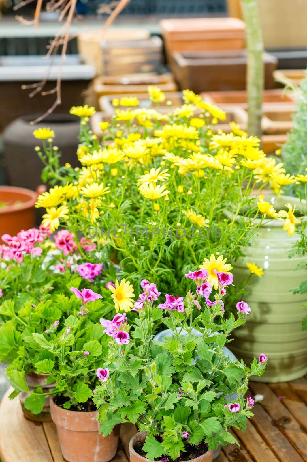 Variety of colorful potted flowers at garden center green house