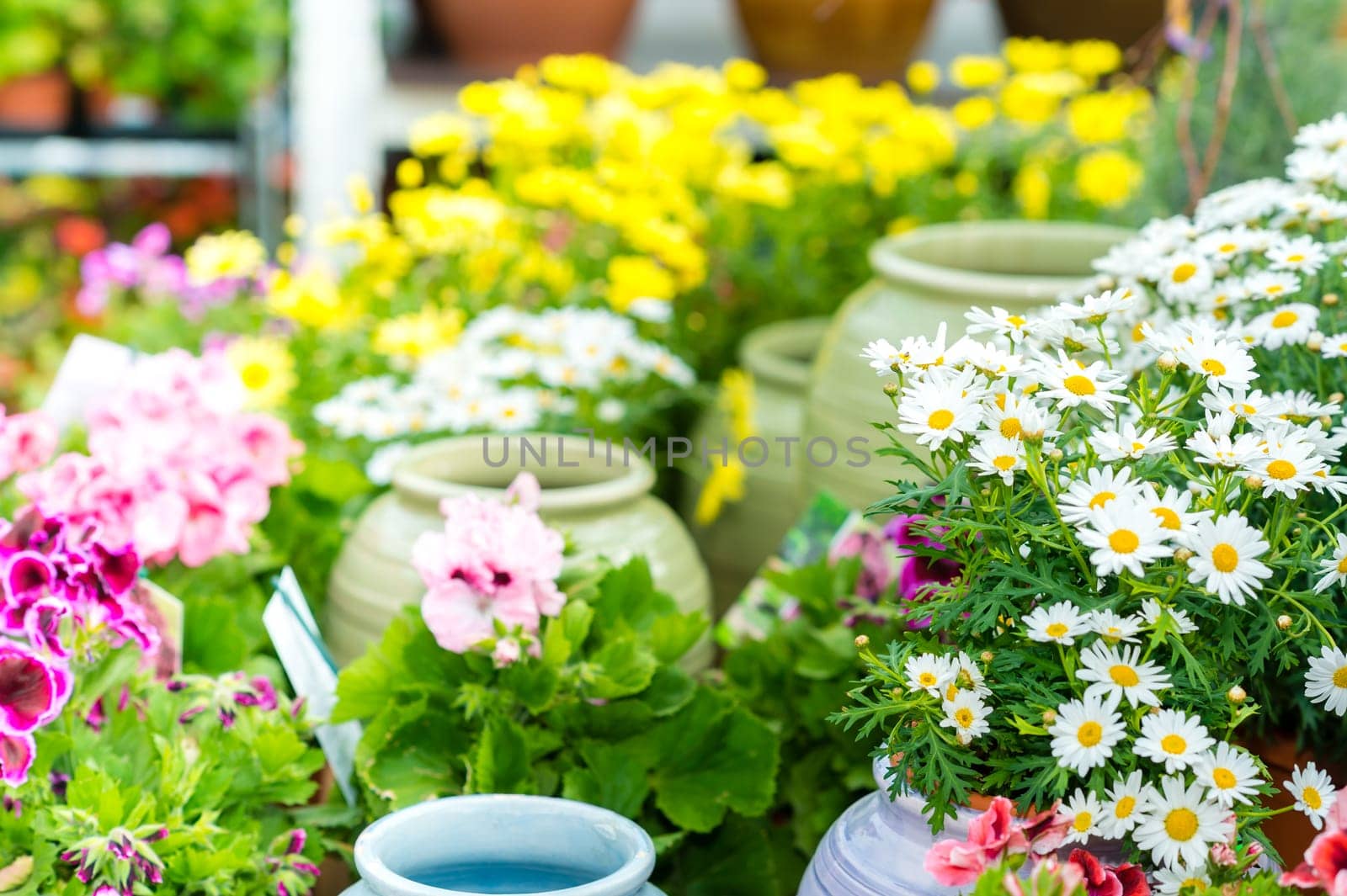 White daisy potted flower at garden center retail store