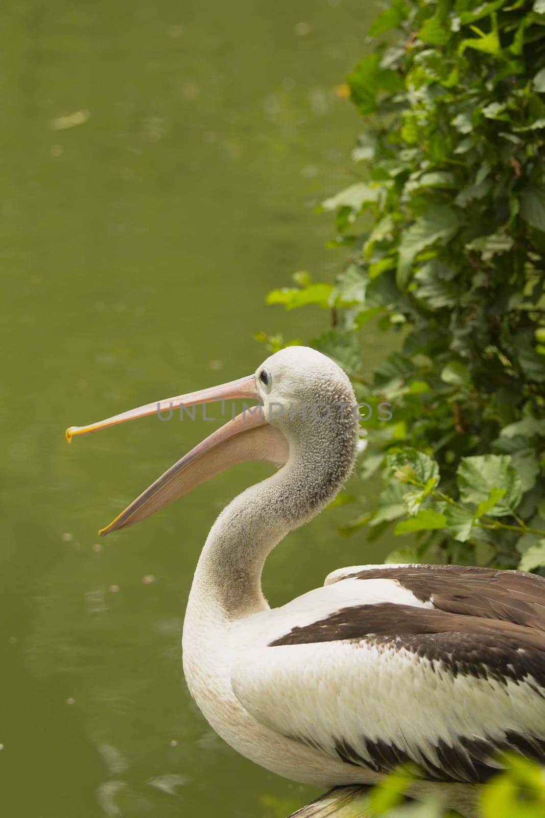 Closeup profile view of Pelican sitting on the water.It has an open beak.