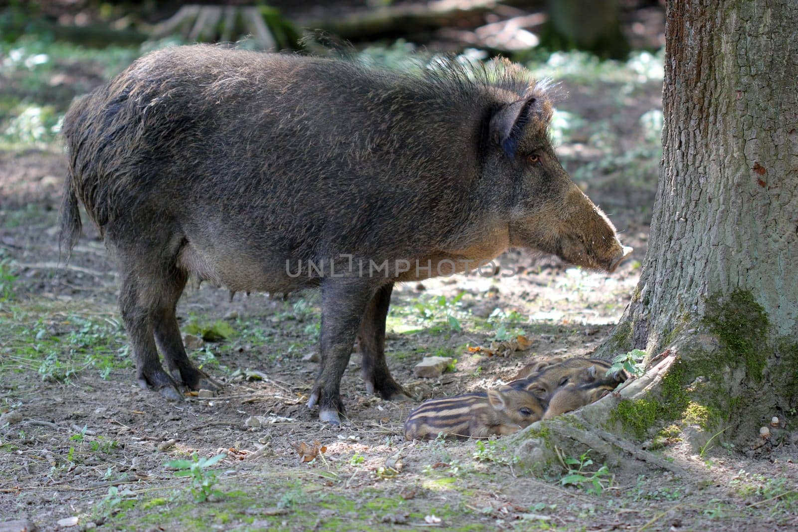 Bache guards her newborn youngsters