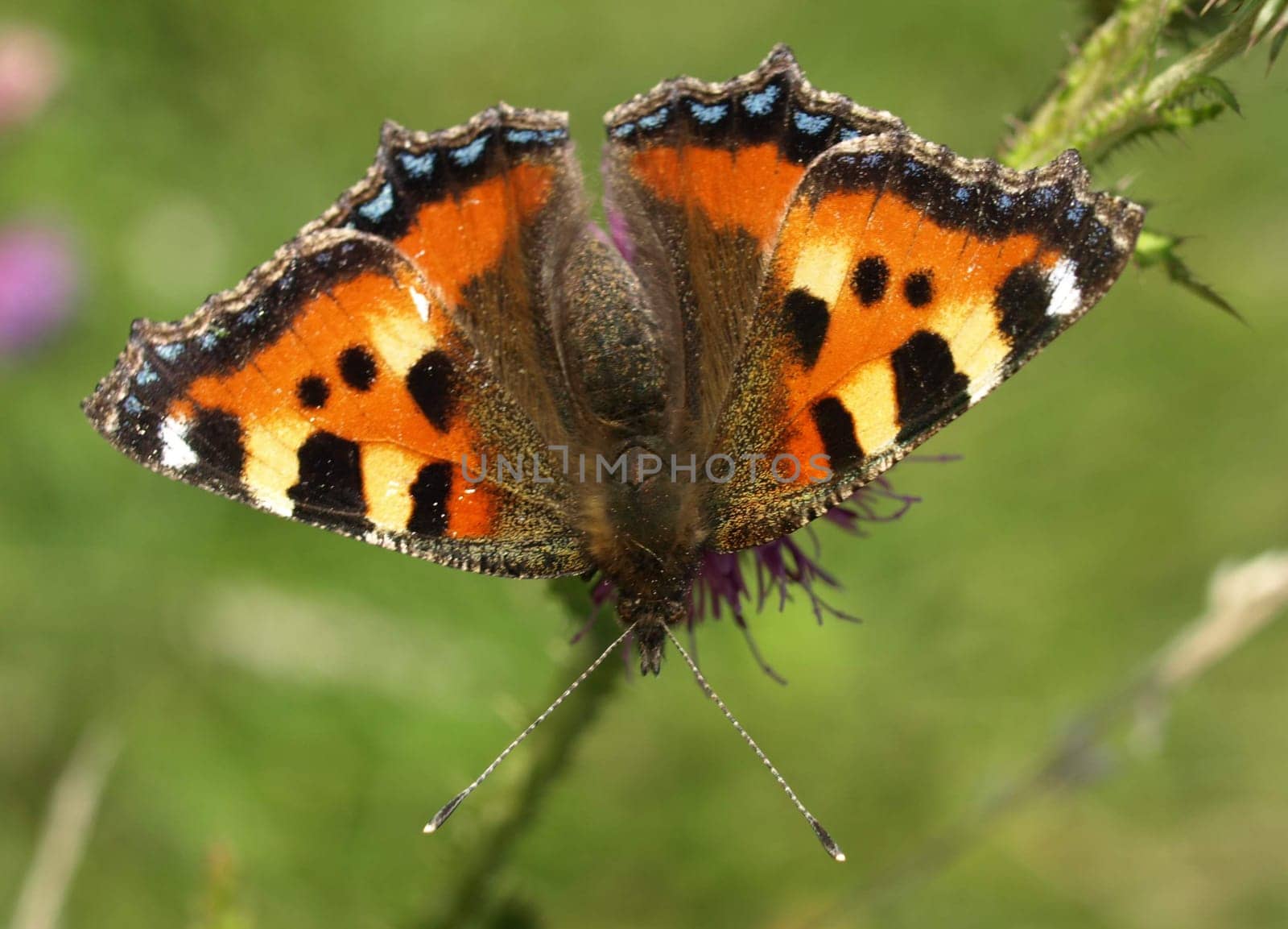 Small tortoiseshell