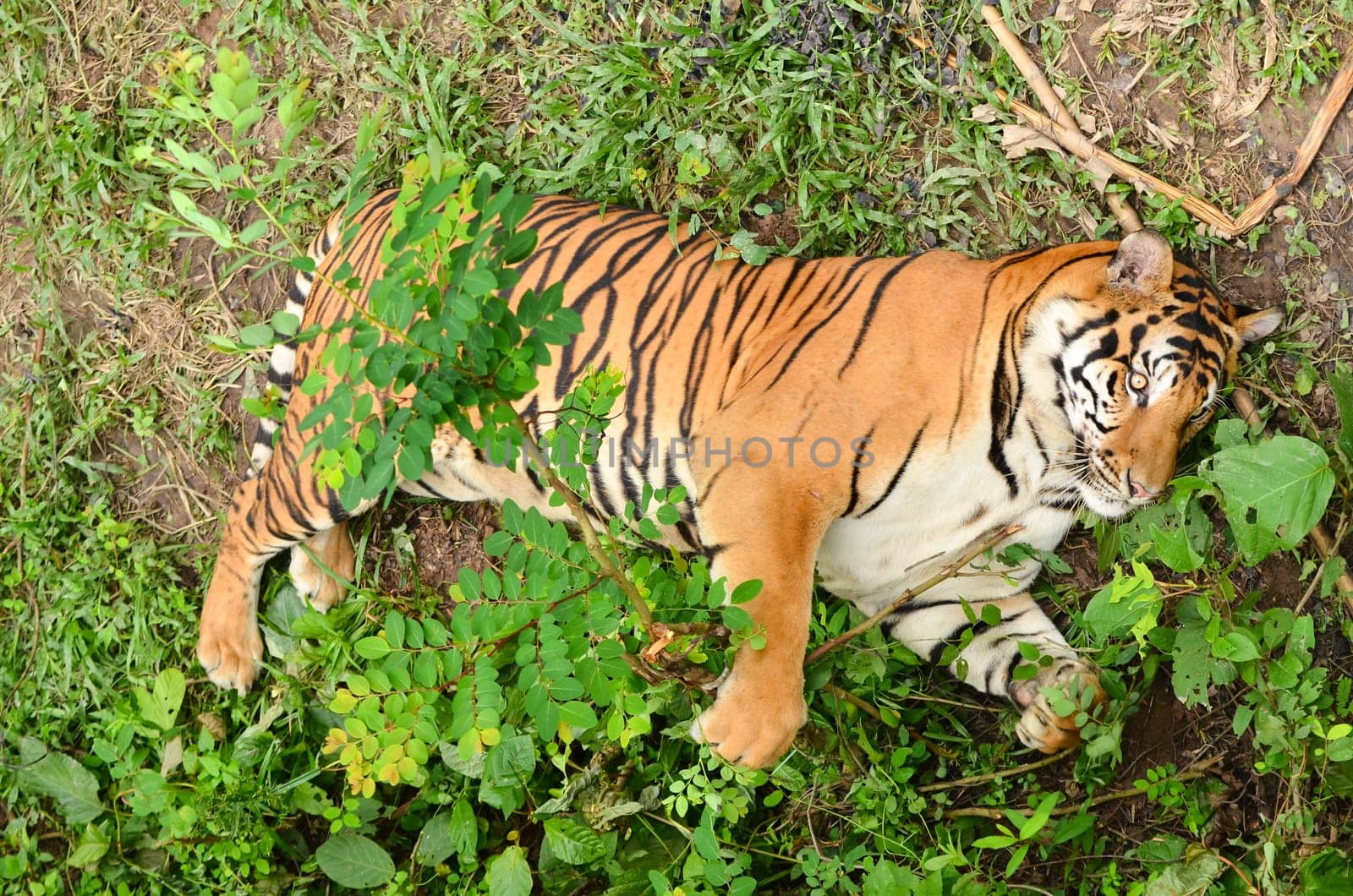 relax behavior of bangal tiger