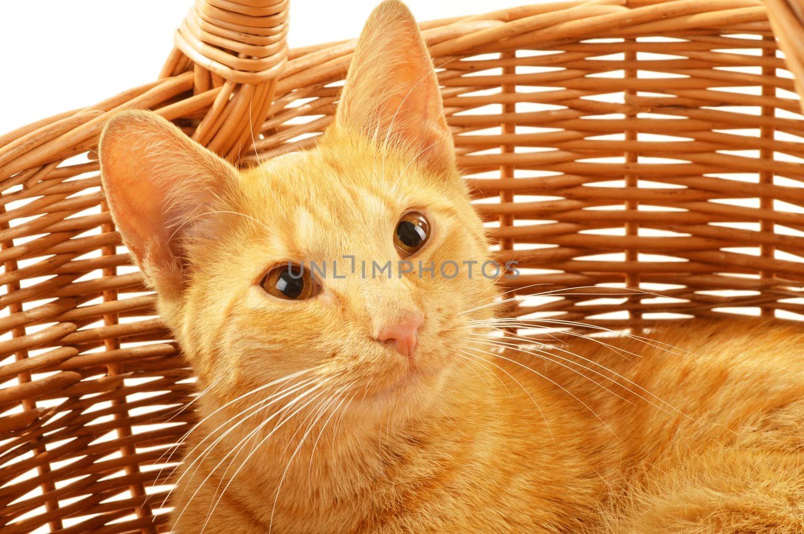 Cat isolated on white