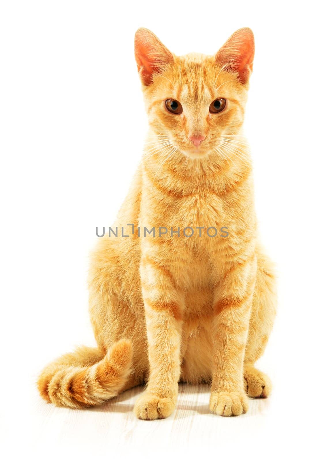 Cat isolated on white