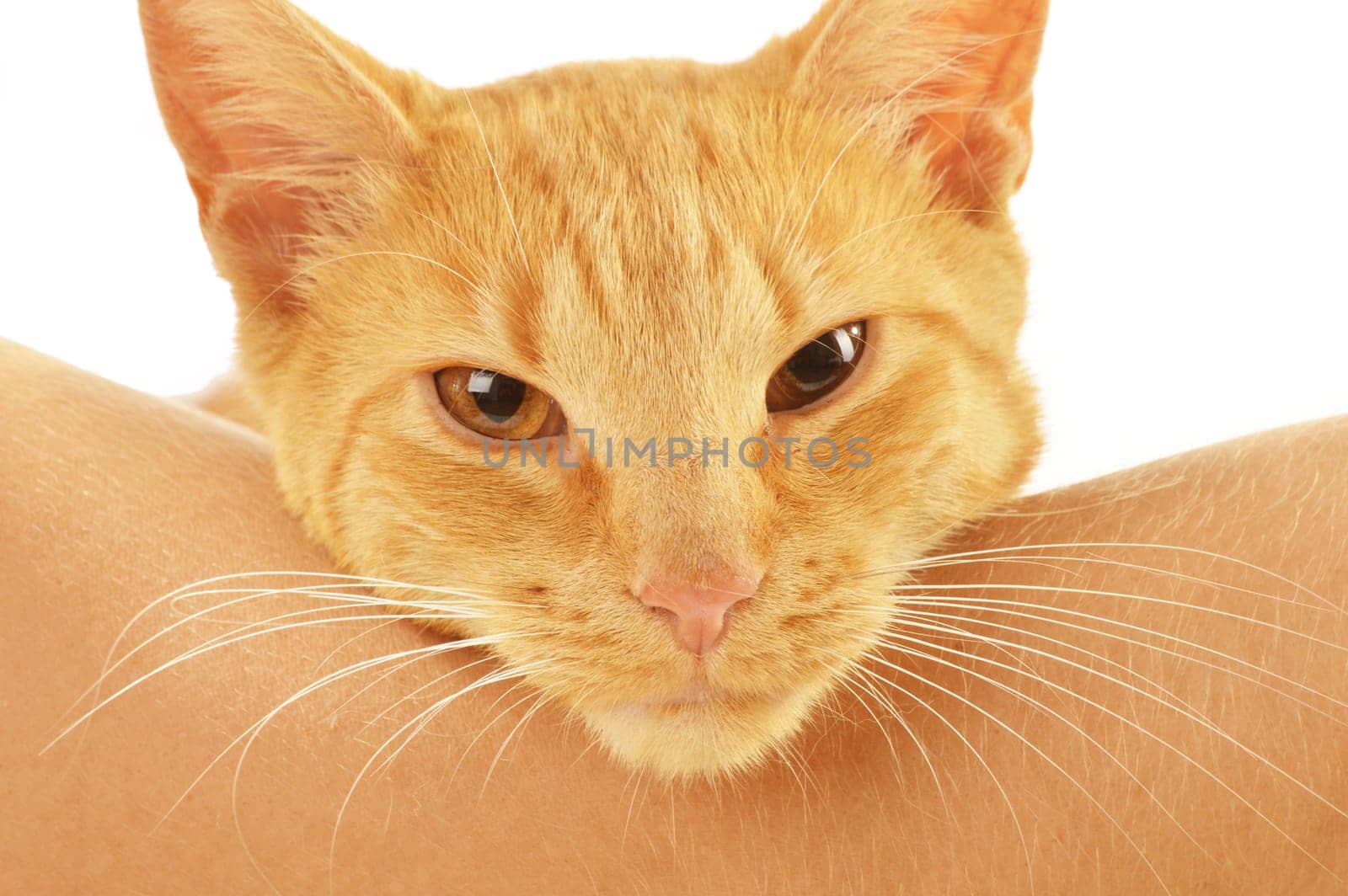 Cat isolated on white