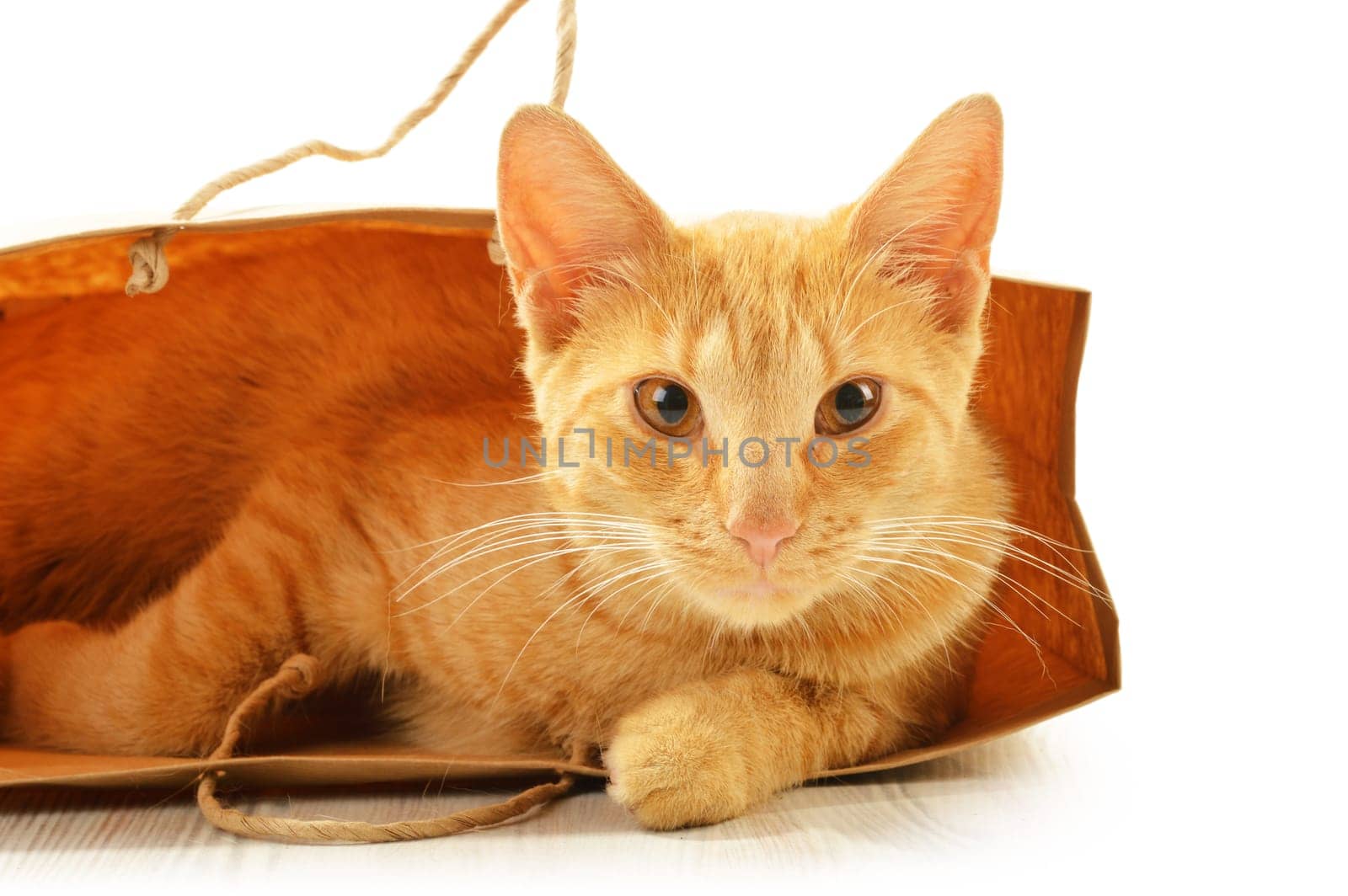 Cat isolated on white