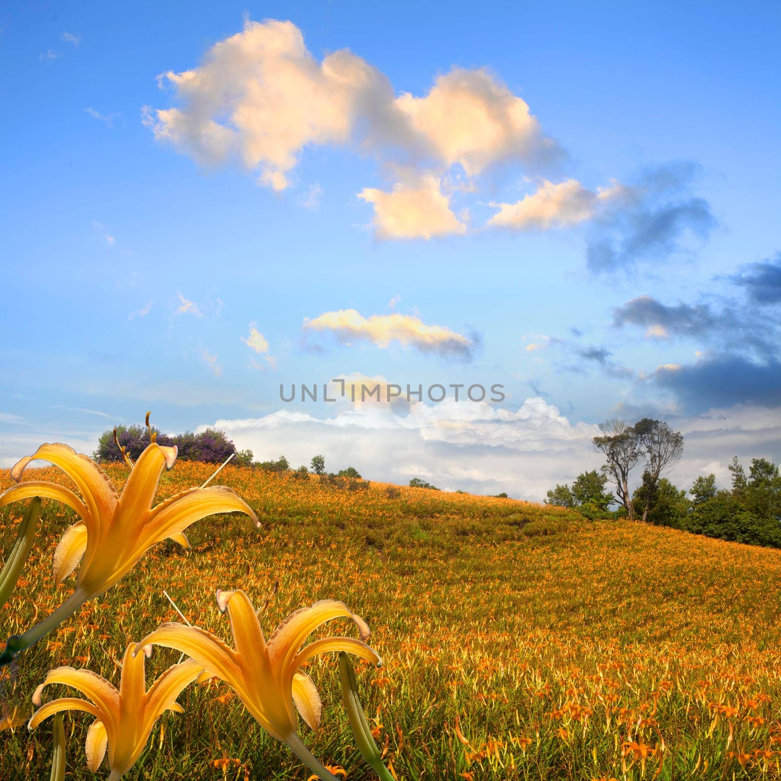 daylily in the mountain with beautiful cloudscape background