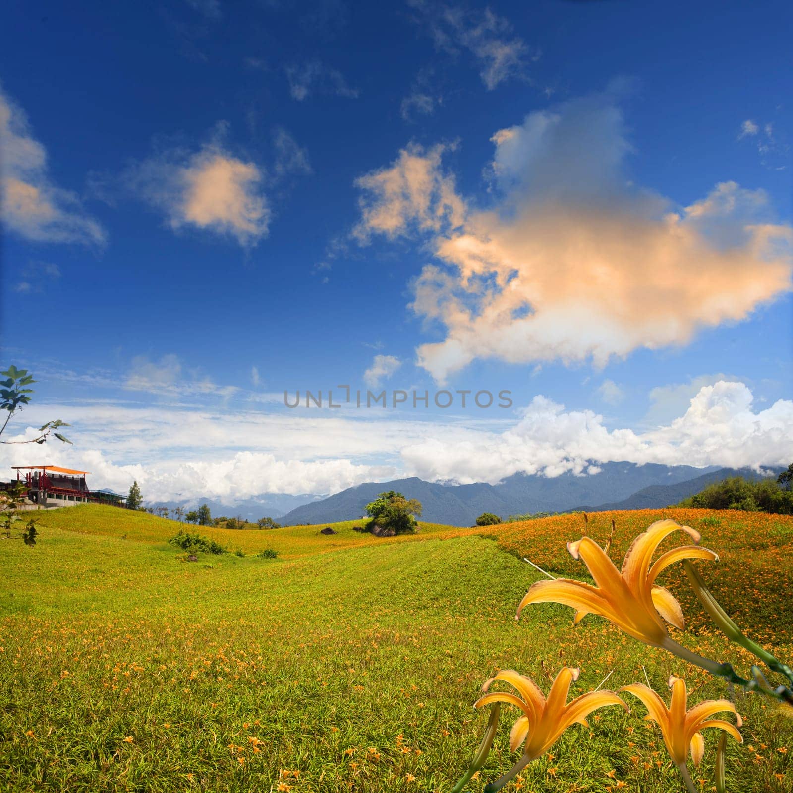 daylily in the mountain with beautiful cloudscape background
