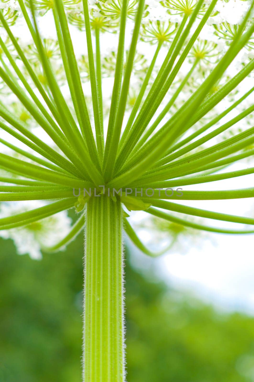 closeup op a giant hogweed plant