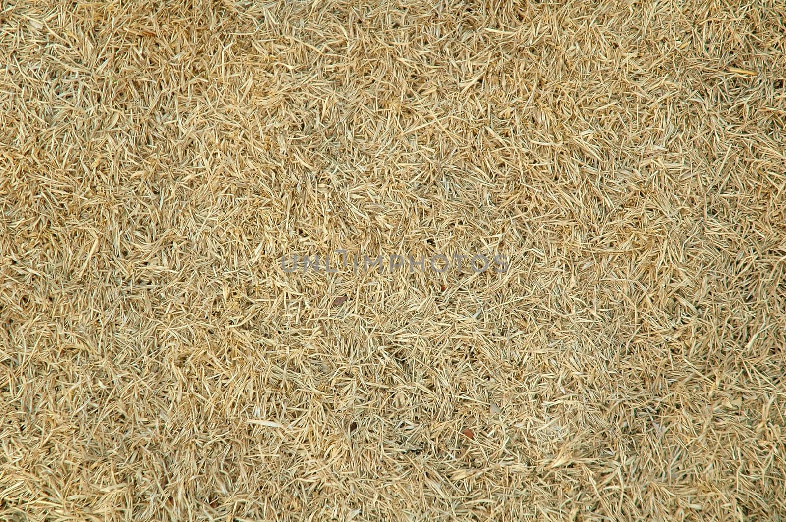 textured of dried grass