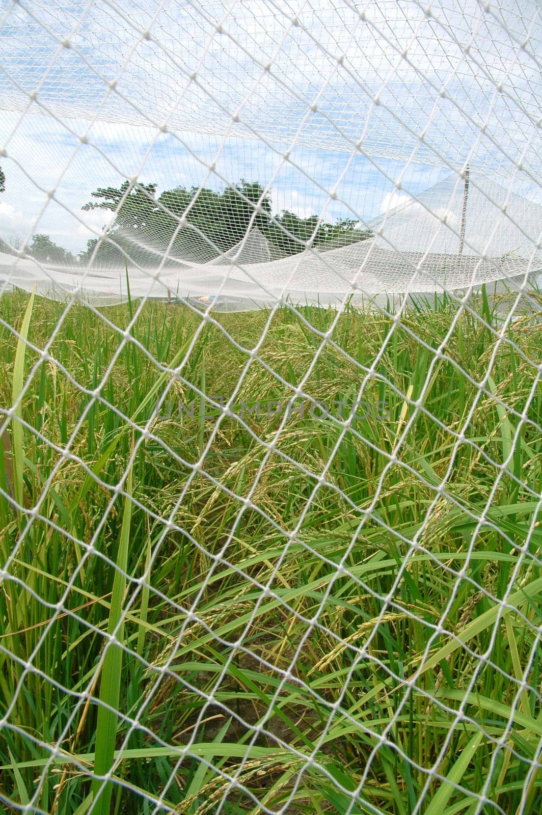 rice field with net cover