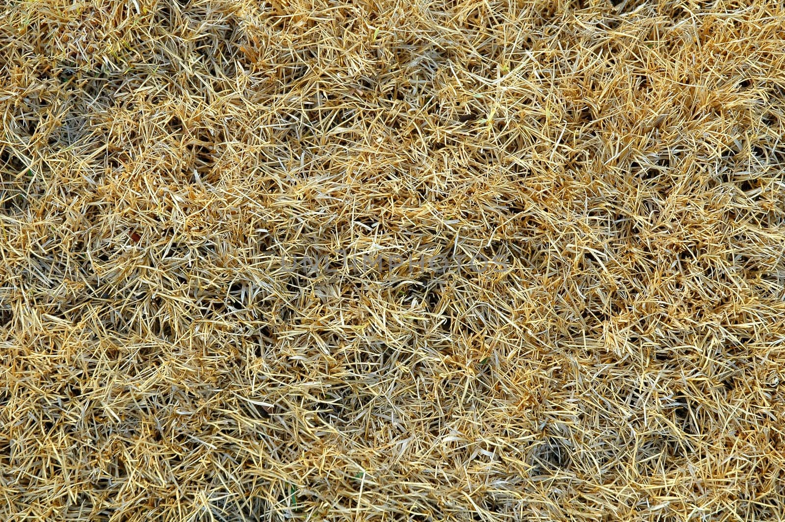 textured of dried grass