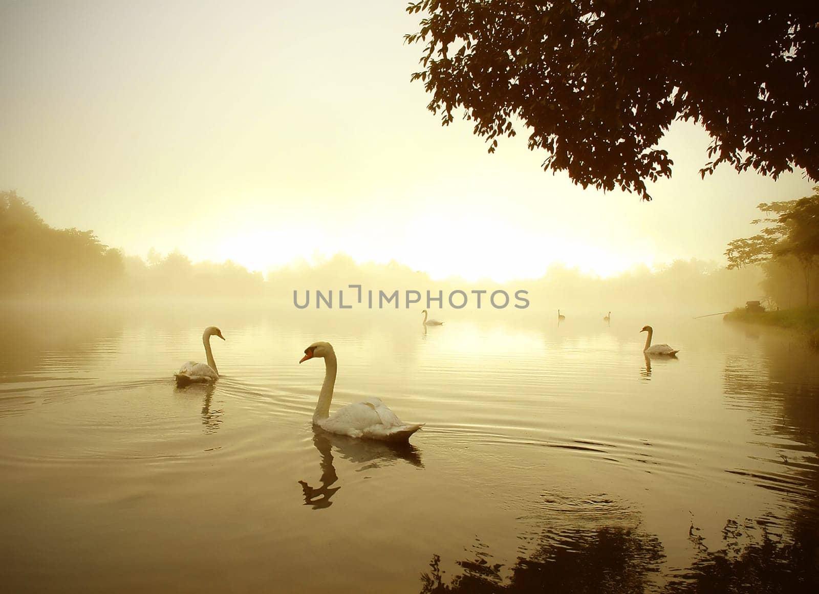 swan in the lake