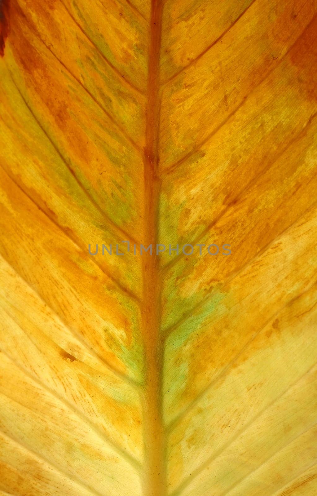 textured of leaf