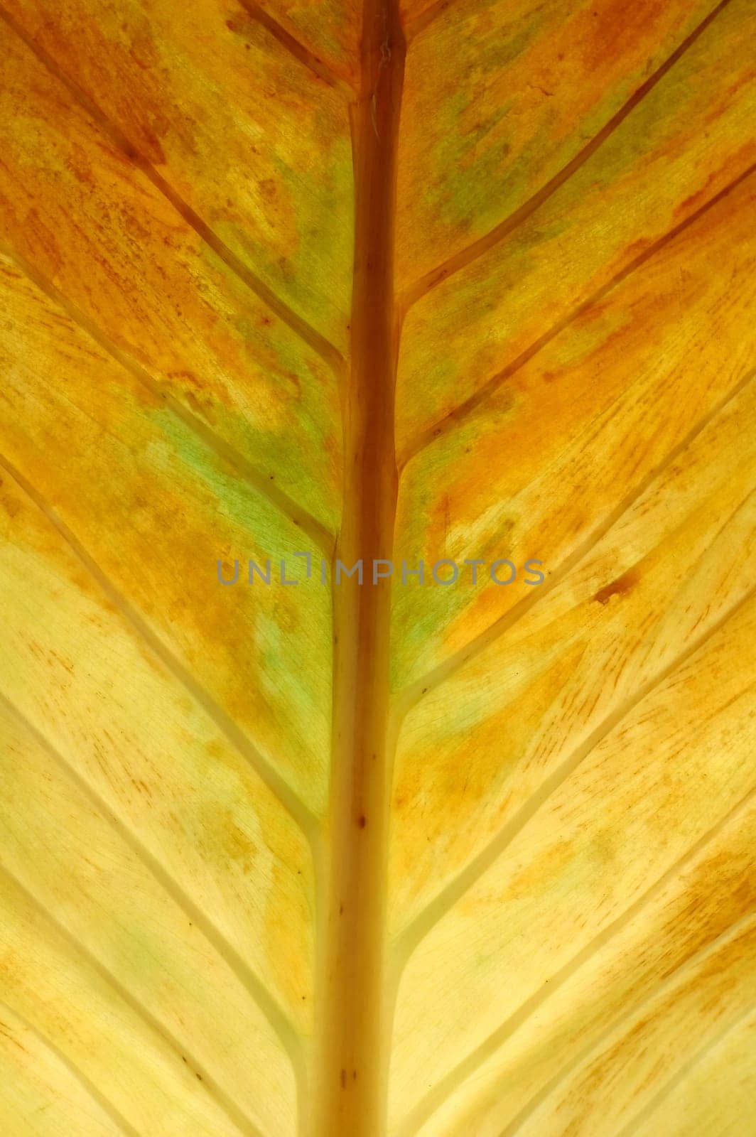 textured of leaf