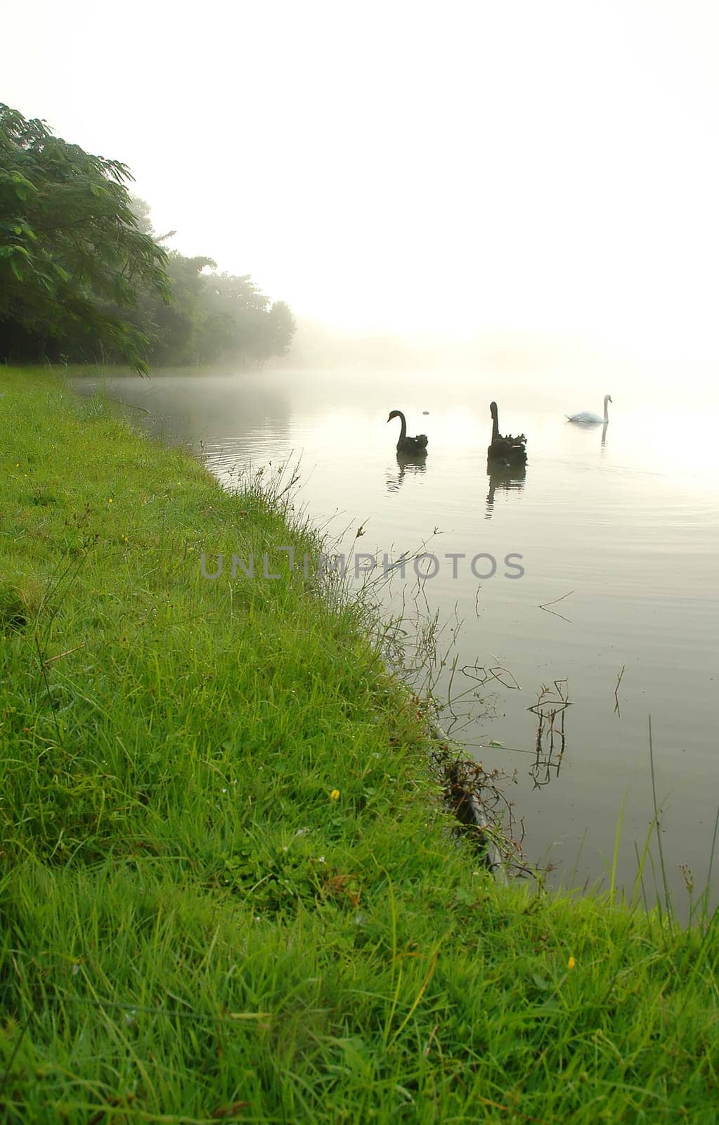 swan in the lake
