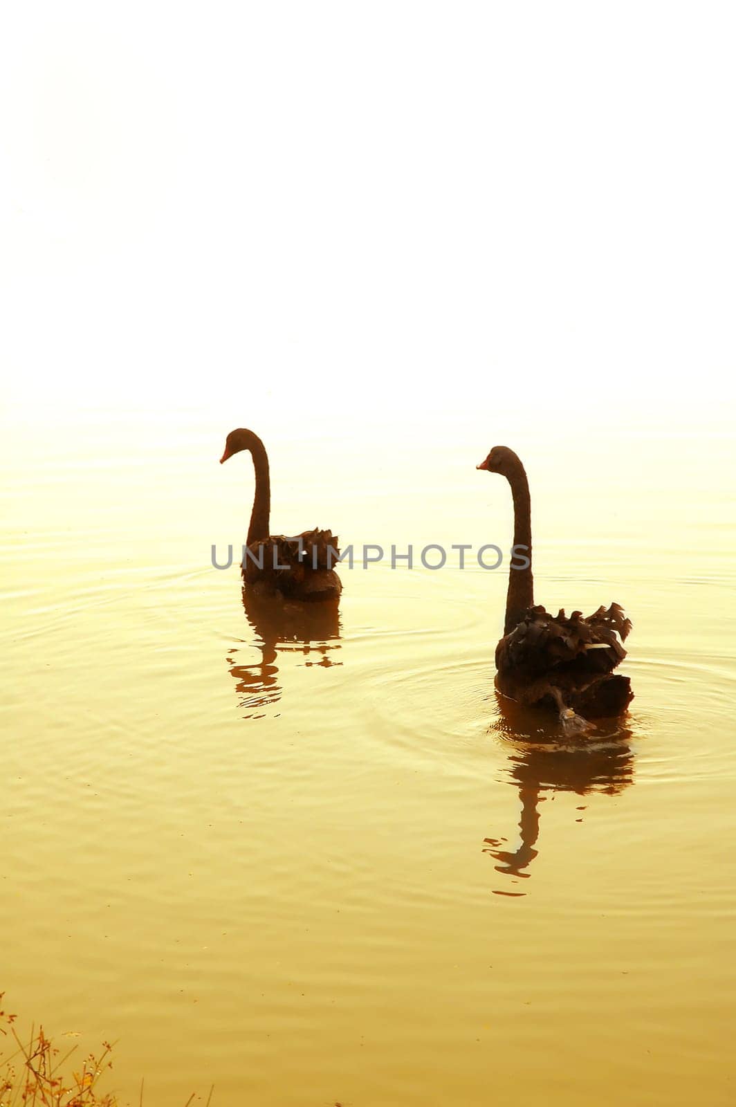 swan in the lake