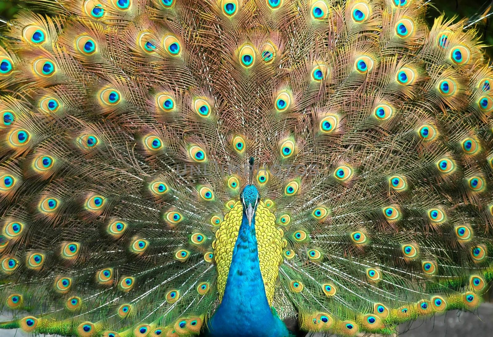 peacock