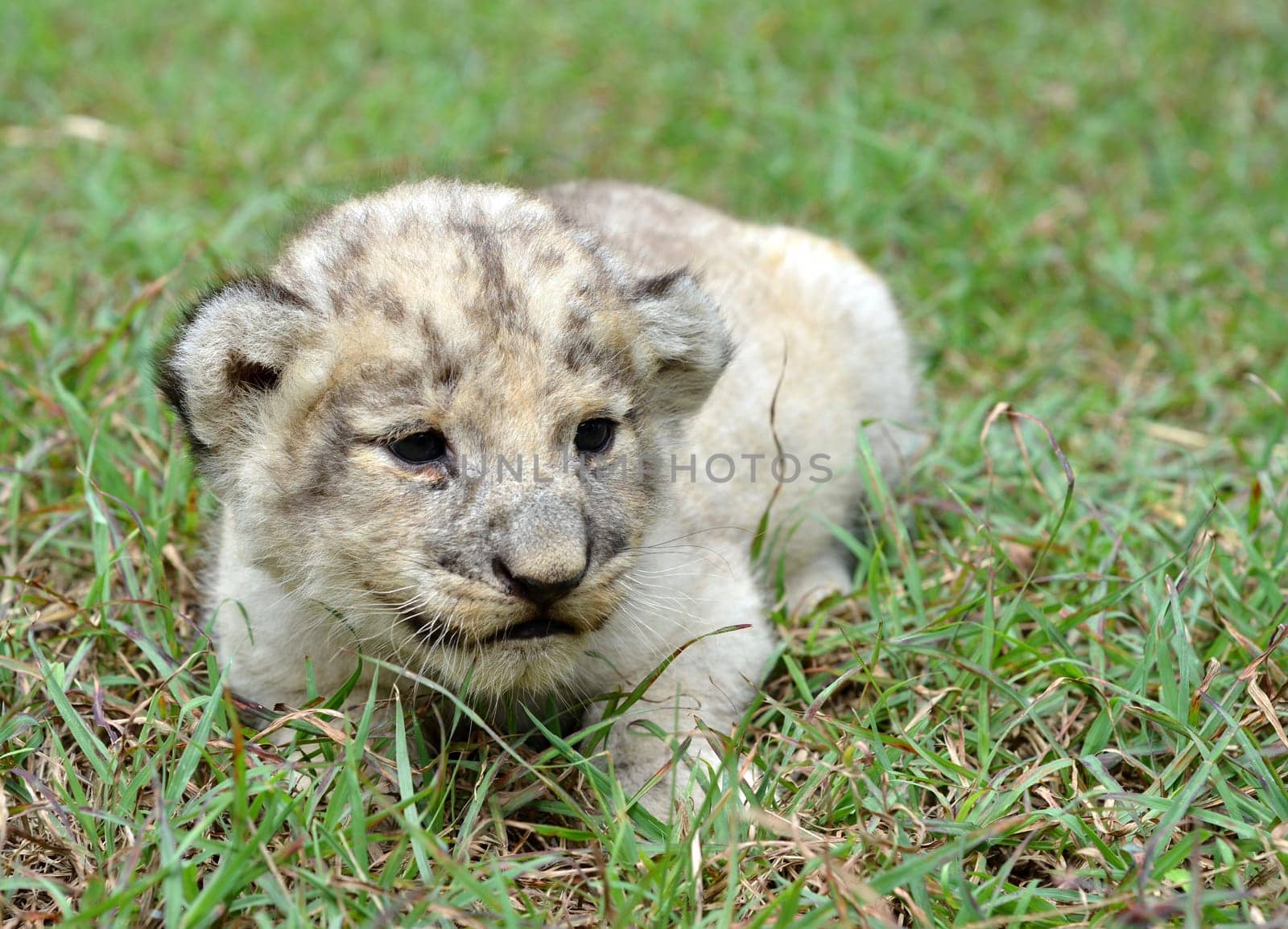 baby white bengal tiger