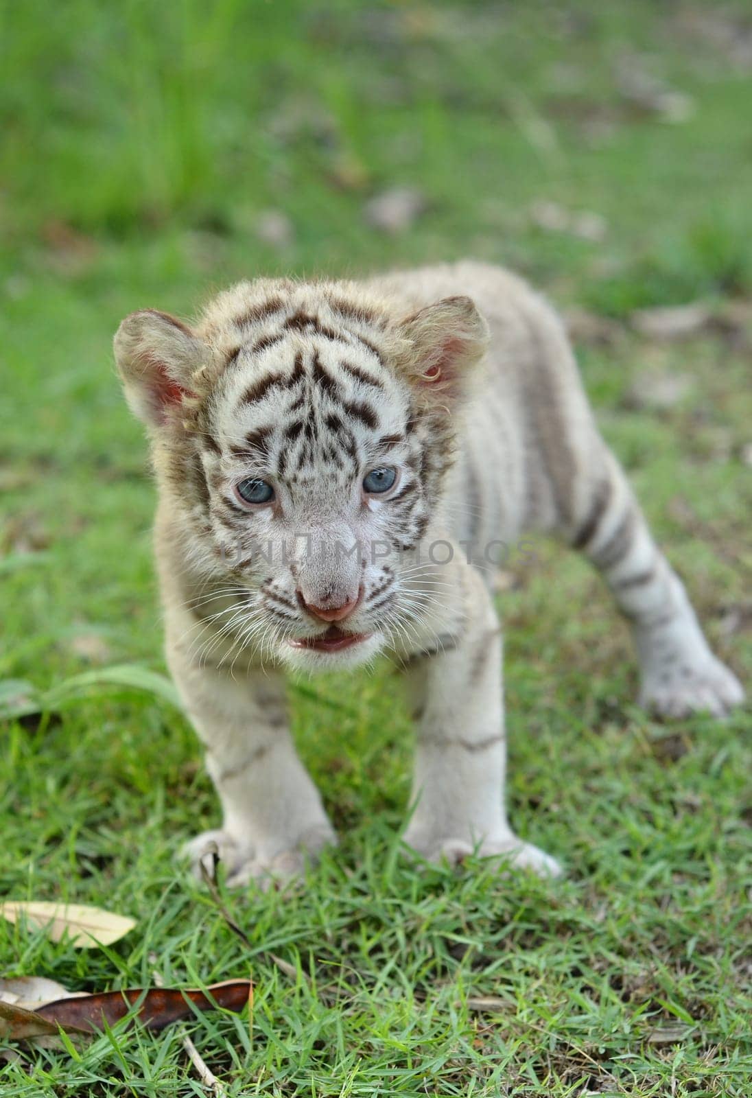 baby white bengal tiger