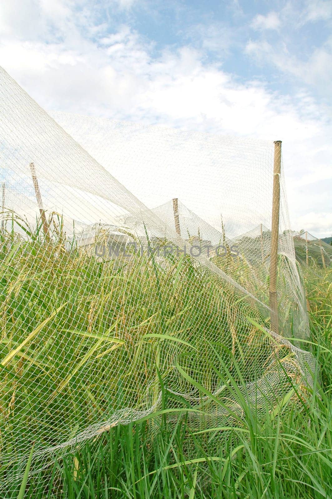 rice field with net cover