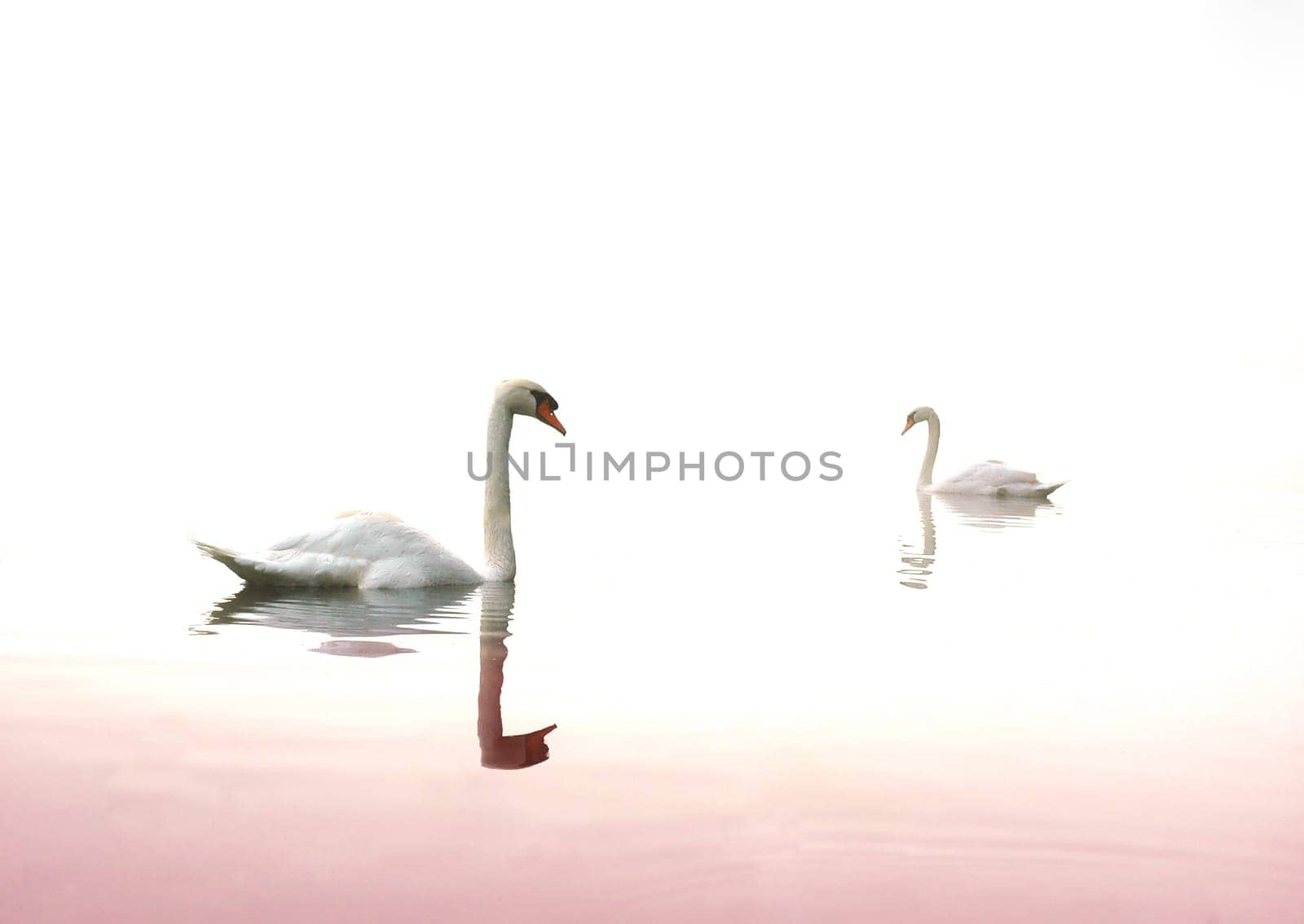 swan in the lake