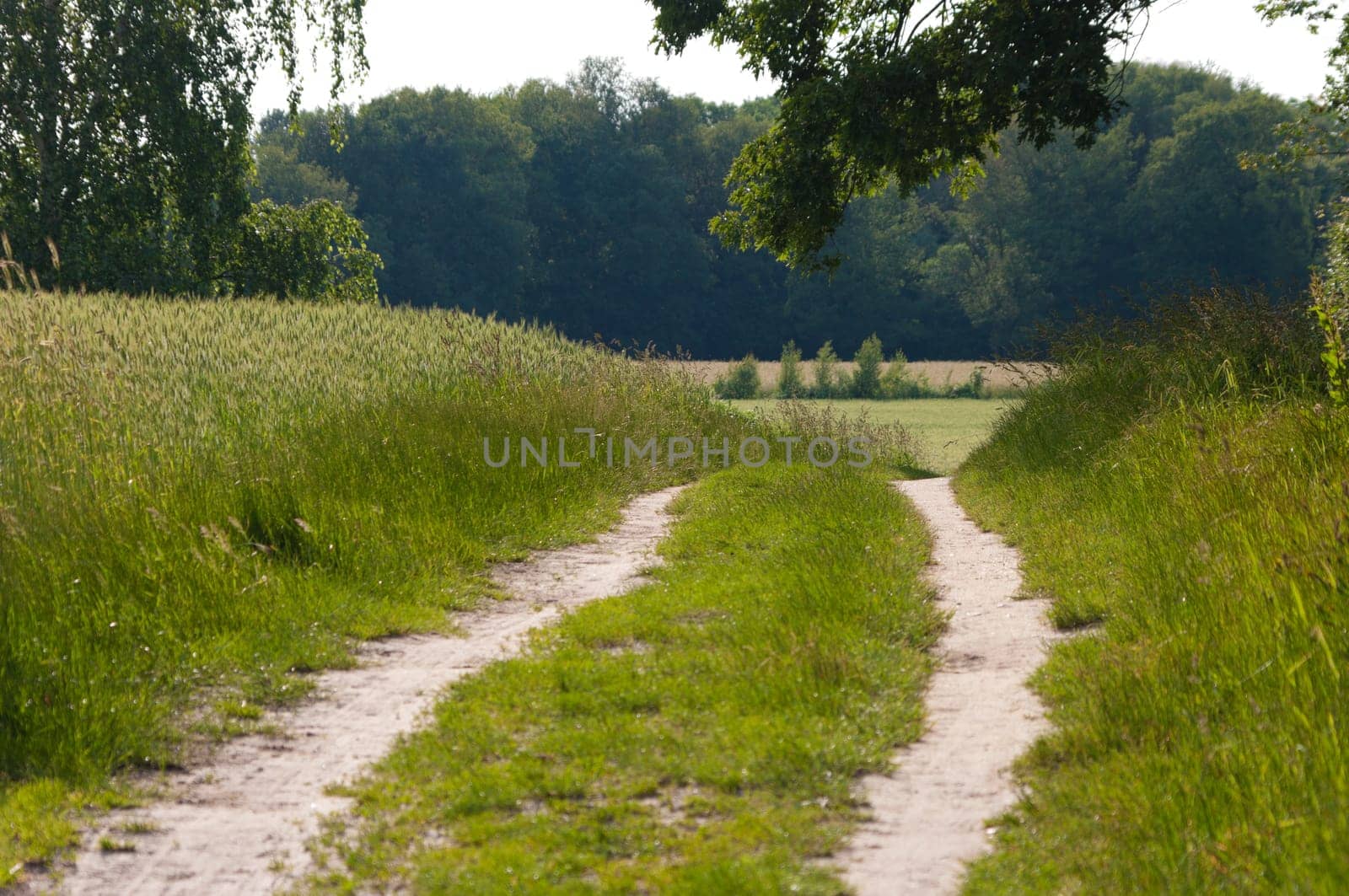sand path through a rural landscape