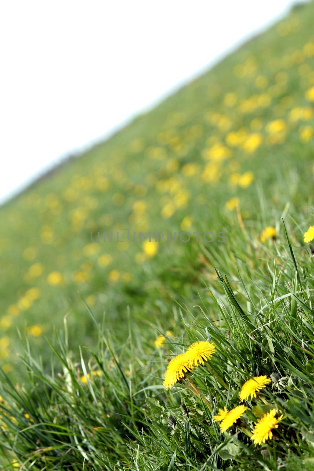 dandelion meadow texture