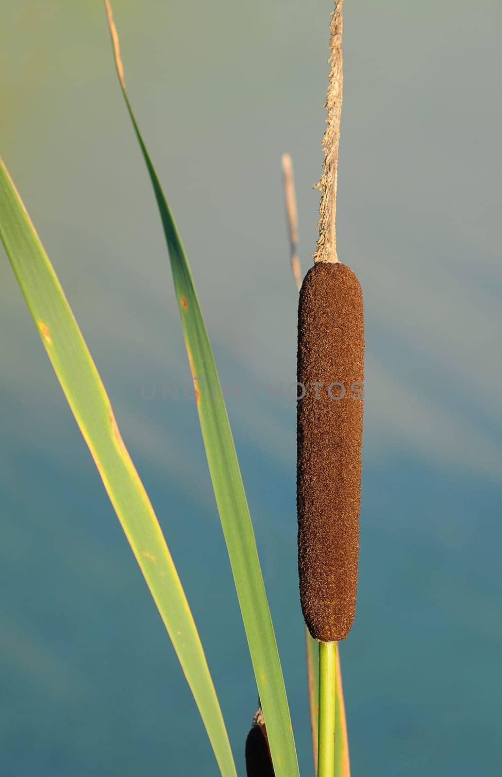 Cattail