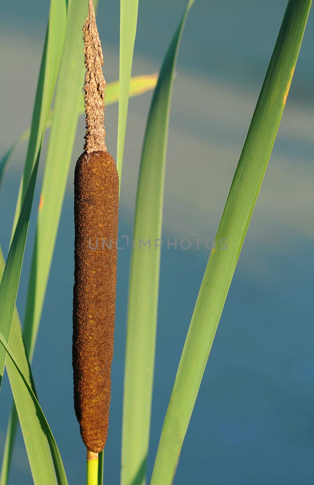 Cattail