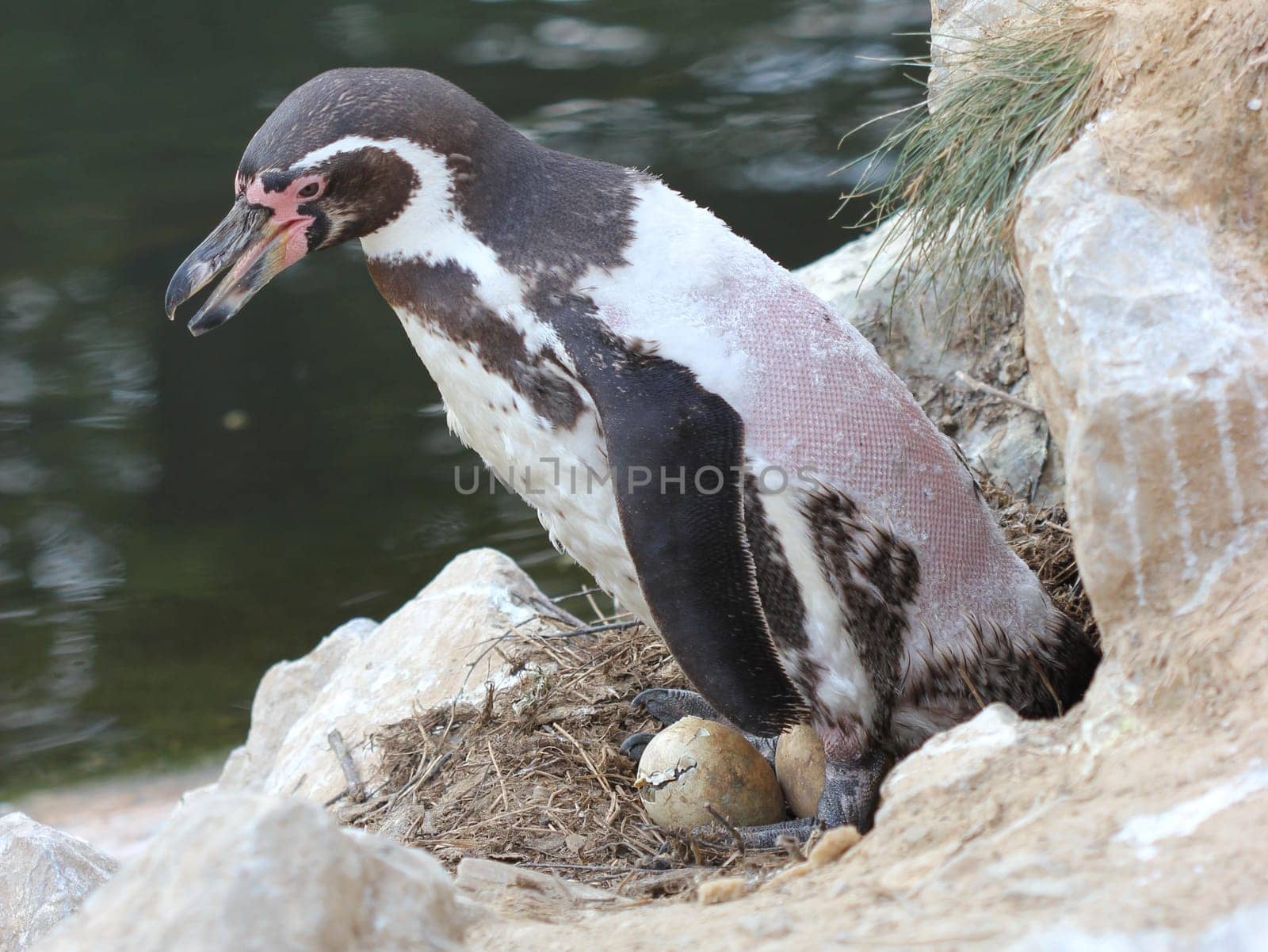 Penguin father with just hatching chick