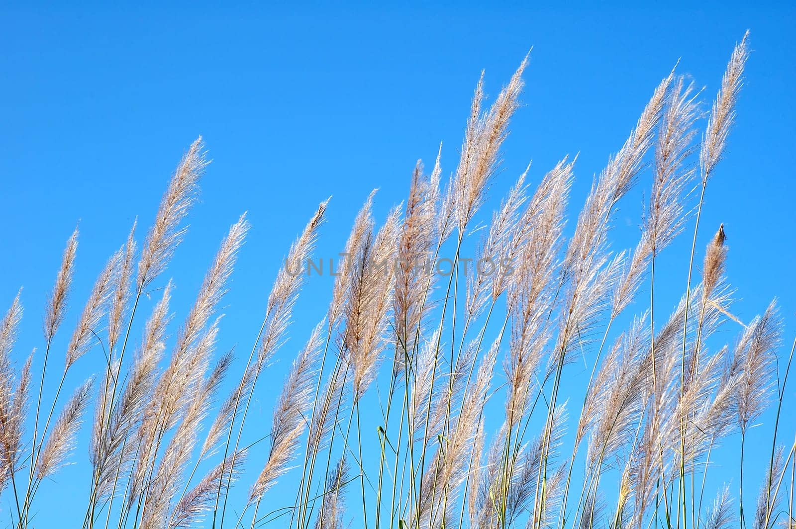 wild grass with blue sky