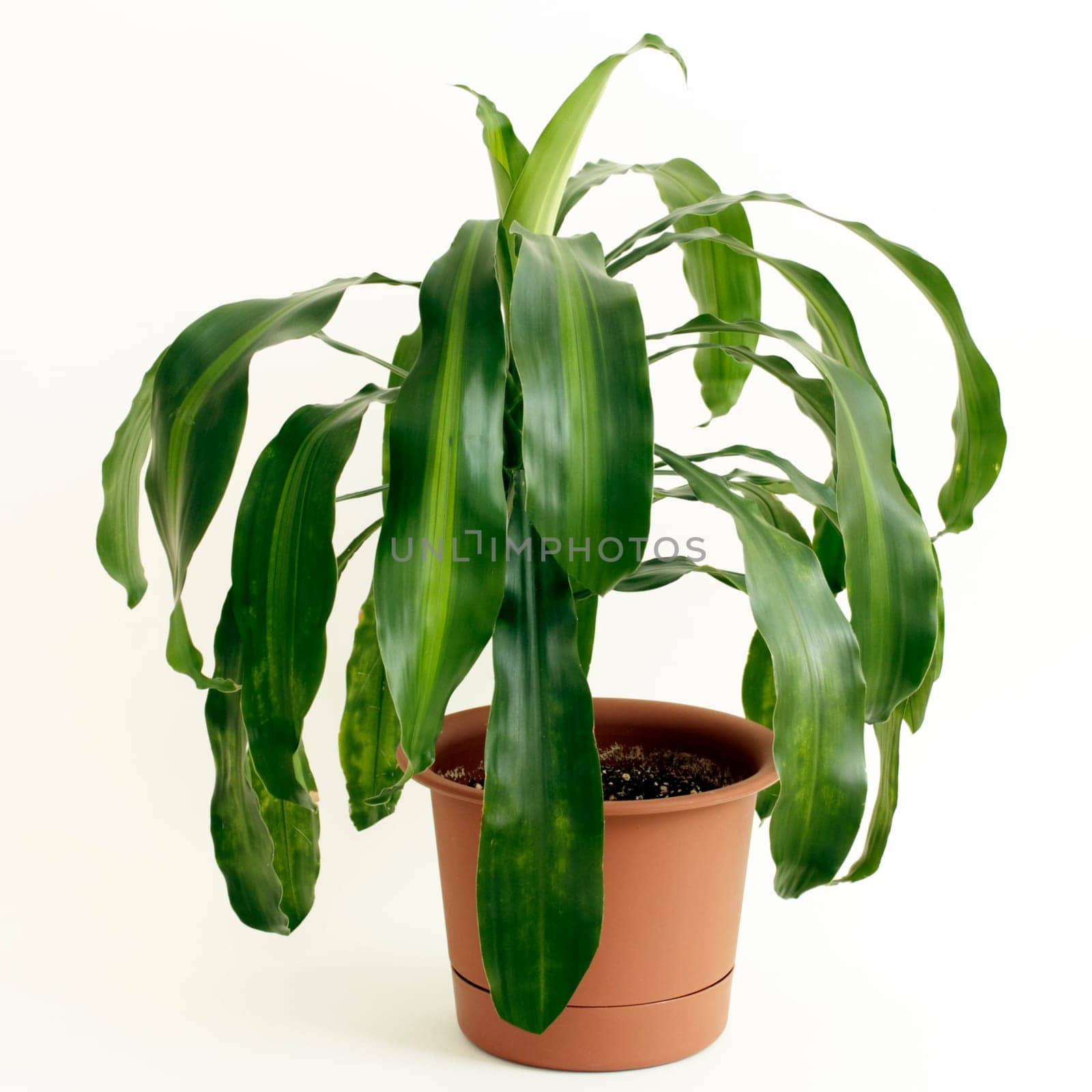 Dracaena fragrans or cornstalk Dracaena house plant in a brown plastic pot in front of a white background.