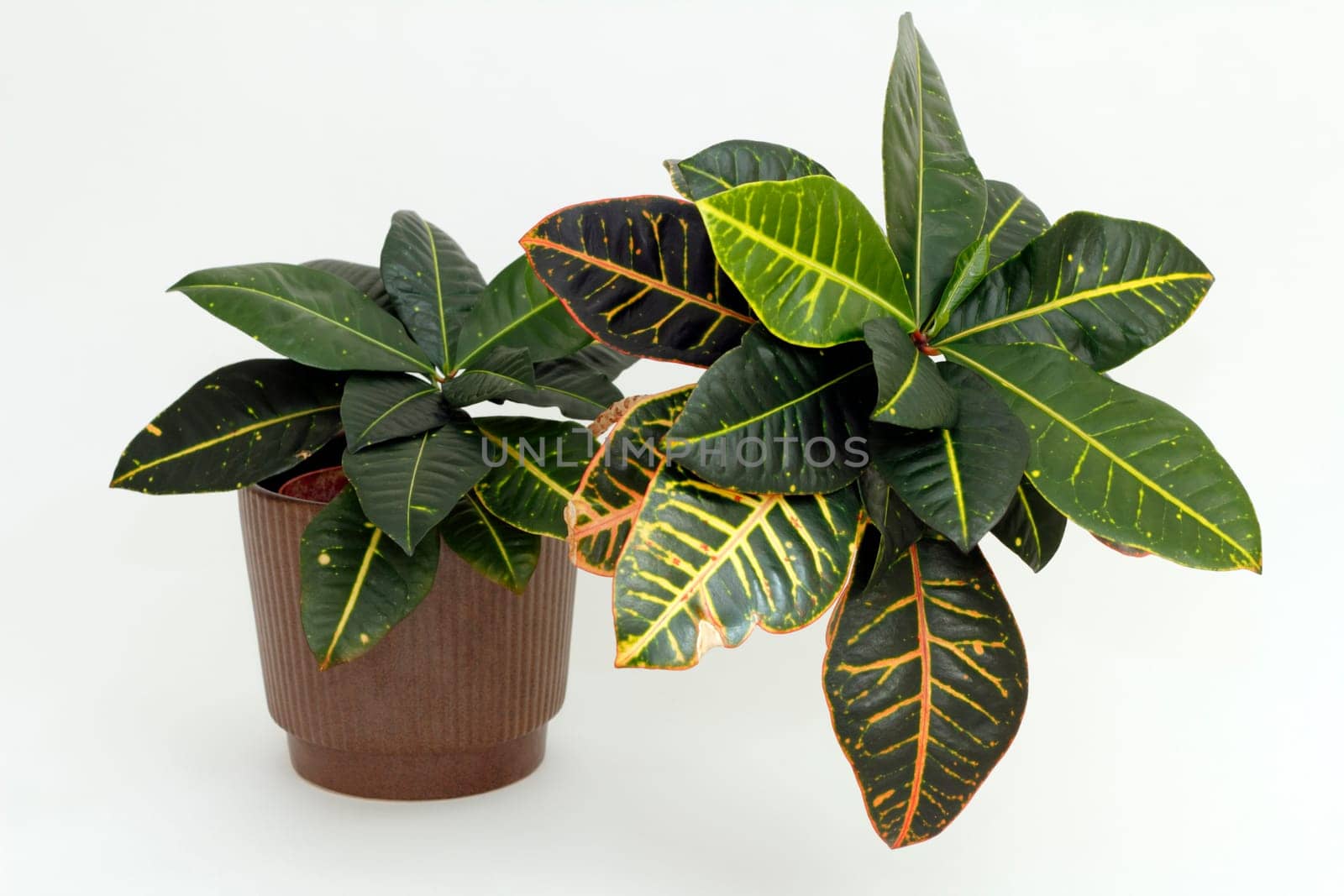 A tropical Croton houseplant with variegated leaves of red yellow and green makes a pretty addition to the household.