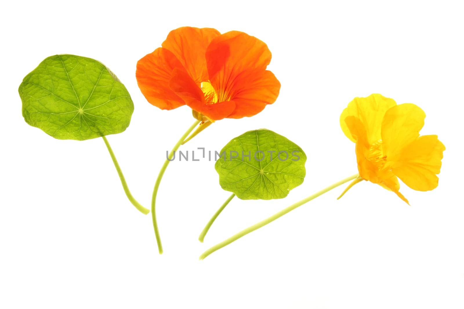 Nasturtium (Tropaeolum majus),flowers and leaves isolated against white background