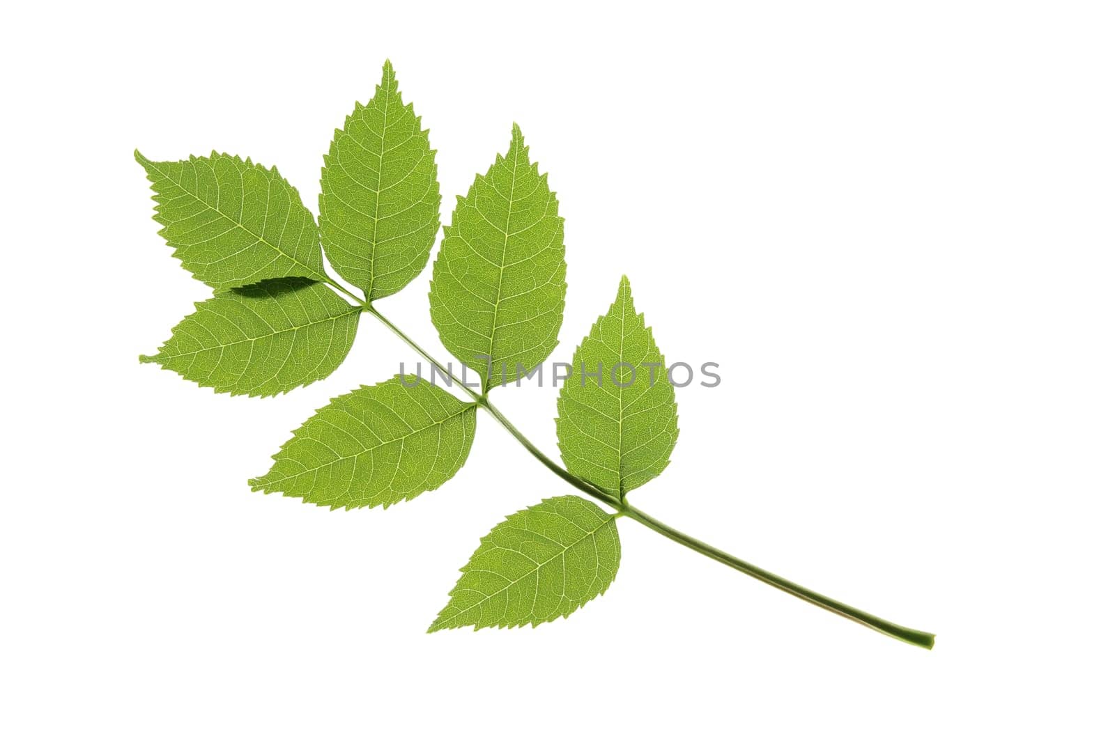 A leaf of the common ash (Fraxinus excelsior),isolated against a white background