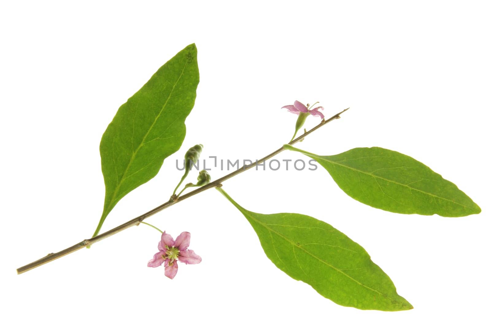 Branch with flowers and leaves of goji berry,common buckthorn (Lycium barbarum),isolated against white background
